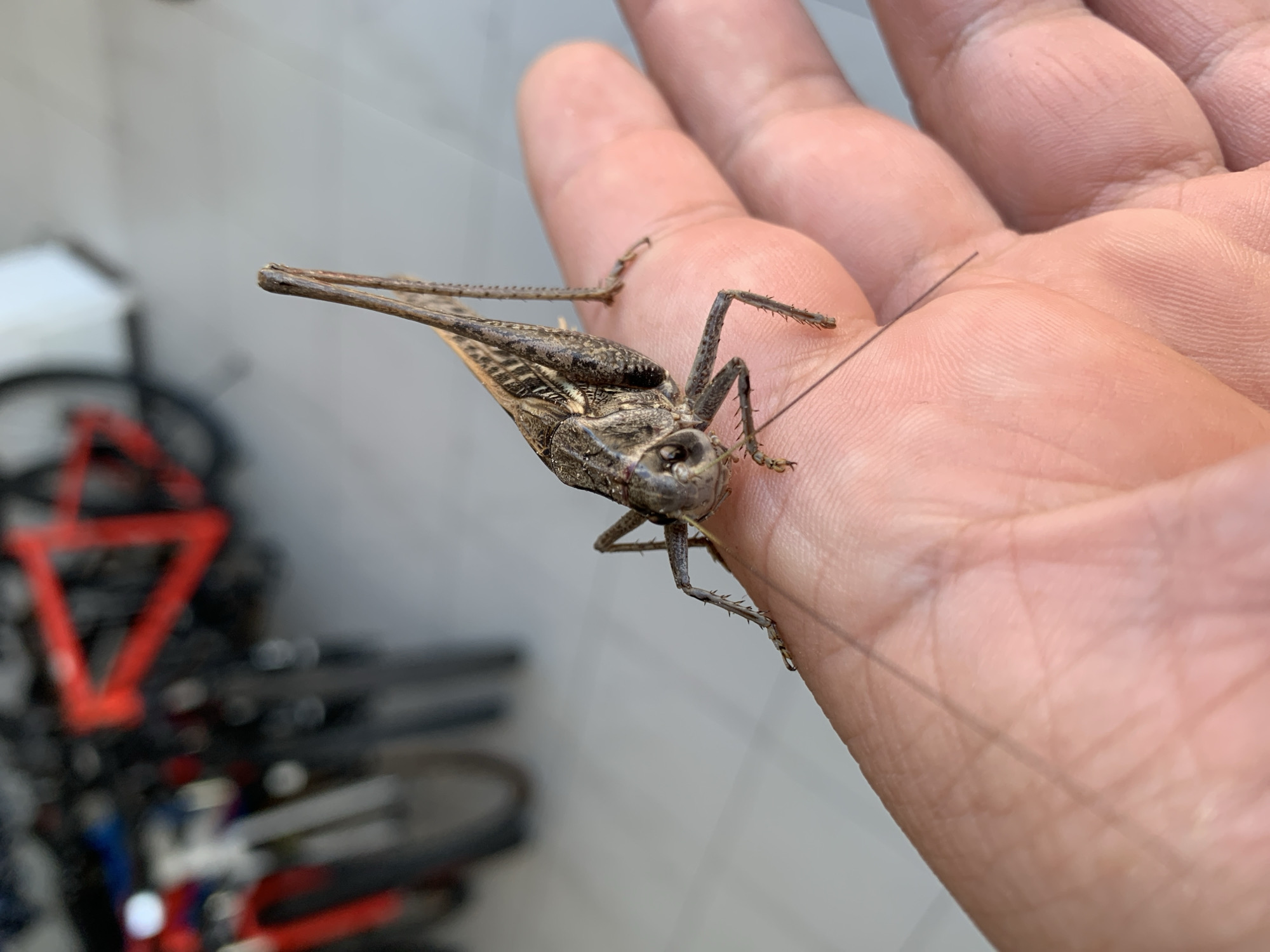 A large grasshopper is perched on the palm of a person's hand. The grasshopper is brown and gray with visible legs and antennae. The person's hand is open, and the skin texture is clear. In the background, out of focus, are several bicycles, some with red frames. The environment appears to be outdoors, possibly in a public area like a park or street, with a light-colored tiled surface visible. The image is taken from a close-up perspective, focusing on the grasshopper and the hand. The specific location in Kropotkin, Russia, is not discernible from the visual information provided.