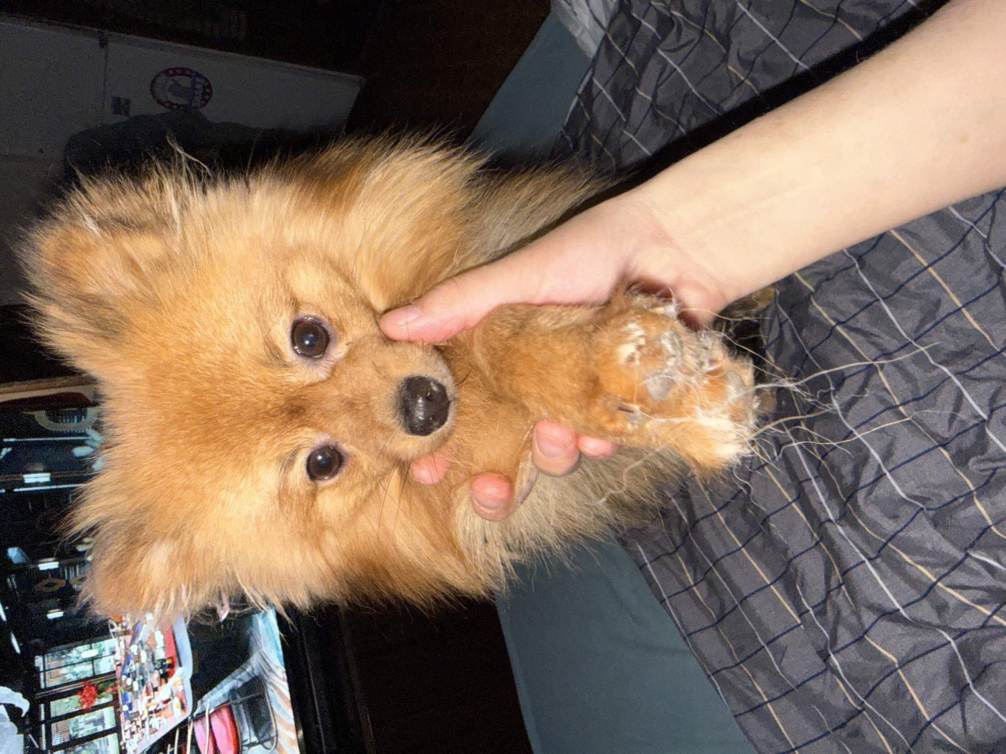 A close-up, rotated image captures a small, fluffy reddish-brown dog, likely a Pomeranian, looking directly at the viewer with dark, round eyes and a black nose. A light-skinned human hand gently holds one of the dog's front paws, which has lighter-colored fur, possibly matted or just lighter in shade.
The scene takes place indoors, likely in a bedroom or living space, under low light conditions, suggesting evening or night. The dog is positioned against a dark grey blanket featuring a plaid pattern of dark blue, white, and yellow lines. In the background to the left, a blurred reflection or screen shows a cluttered display, possibly a shelf filled with various small items, indicative of a collection or a shop interior. Further in the dark background, a faint circular emblem with red, white, and blue elements, resembling a logo or political symbol, is dimly visible.
The activity depicted is a gentle interaction between a human and their pet, with the dog appearing alert and engaging. The overall impression is one of affection. The location context for this scene is Khimki, Russia.