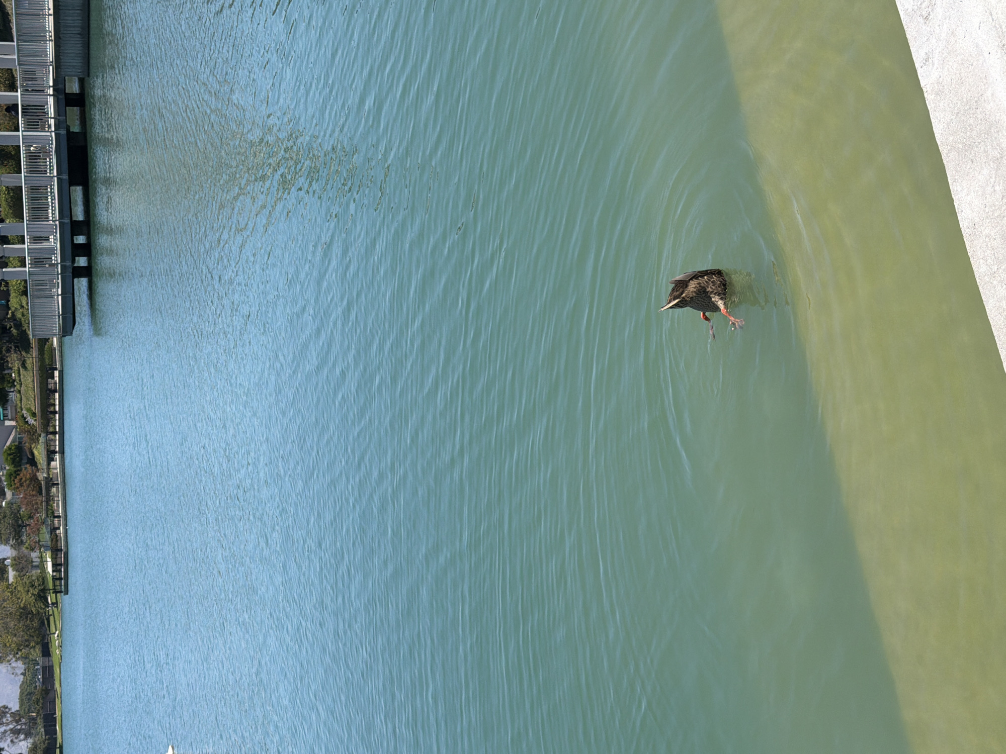 A duck is seen diving into a lake in Irvine, California. The duck's body is submerged with its tail feathers and webbed feet visible above the water. The water is a clear turquoise color, with ripples indicating movement. In the background, a pier with white railings extends over the water, and a tree-lined shore is visible. The sky is bright and appears to be clear. The edge of the lake has a concrete border, partially submerged and covered in a light green algae.