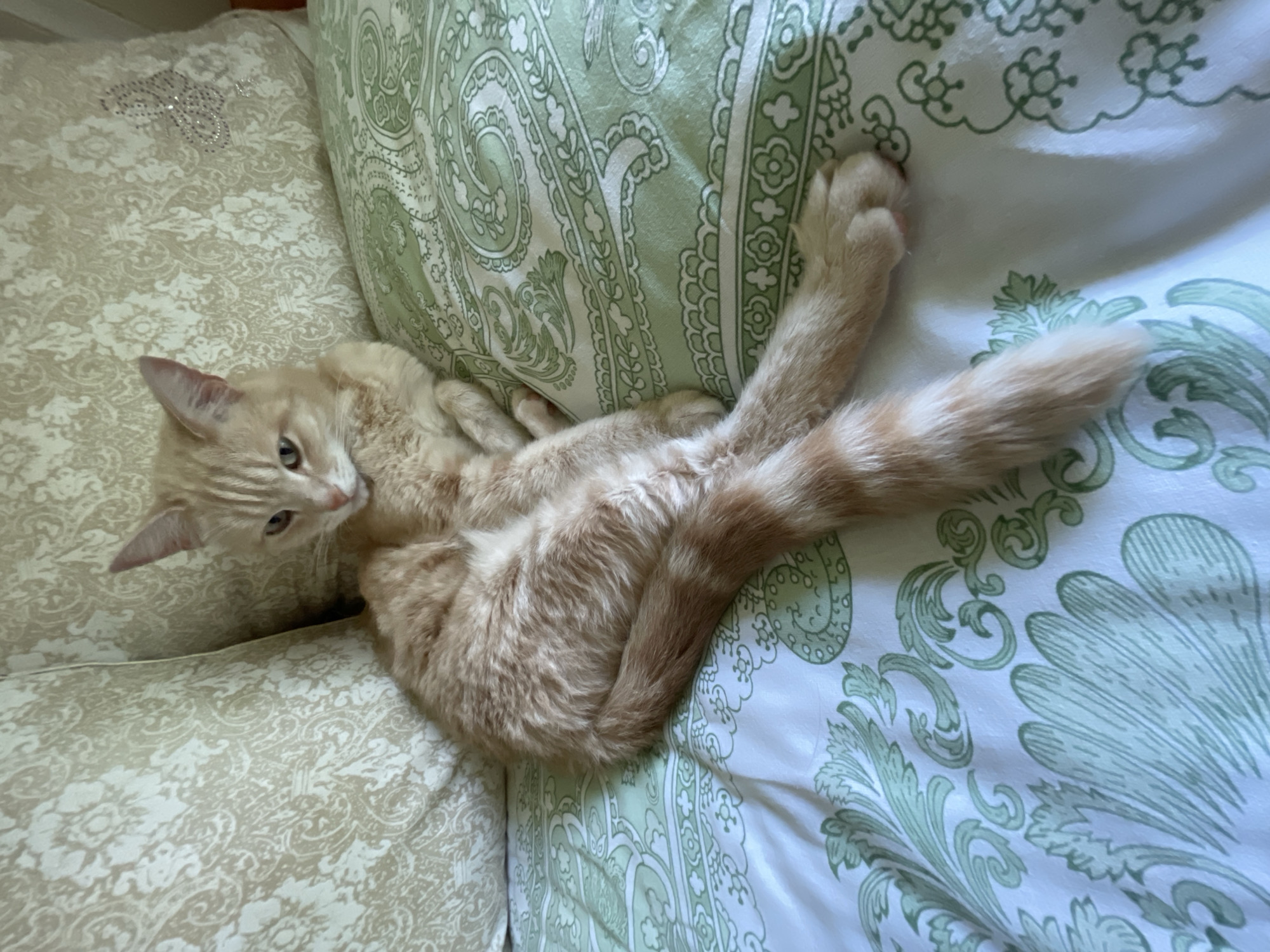The media file shows an orange tabby cat lounging on a bed with patterned pillows. The cat is lying on its back, with its legs extended and its tail curled. The pillows have a green paisley pattern and a lighter beige pattern with a sparkly butterfly detail. The lighting suggests it is daytime. The cat appears relaxed. No text is visible in the image. The location is specified as Коротиха, Russia.