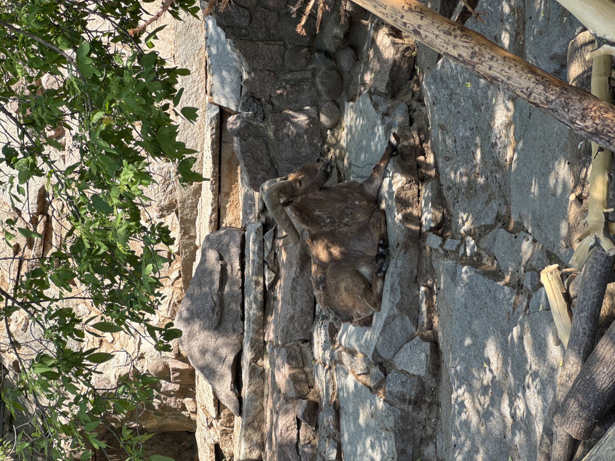 The image shows an ibex nestled on a rocky ledge, seemingly built as part of a zoo enclosure. The rocks are light gray, forming vertical striations. To the left, green foliage from a tree or shrub partially obscures the rock face. To the right, wooden logs are placed as part of the enclosure or structure. The setting suggests a mountainous terrain recreated in a zoo environment. It is impossible to tell if this is in Moscow, Russia.