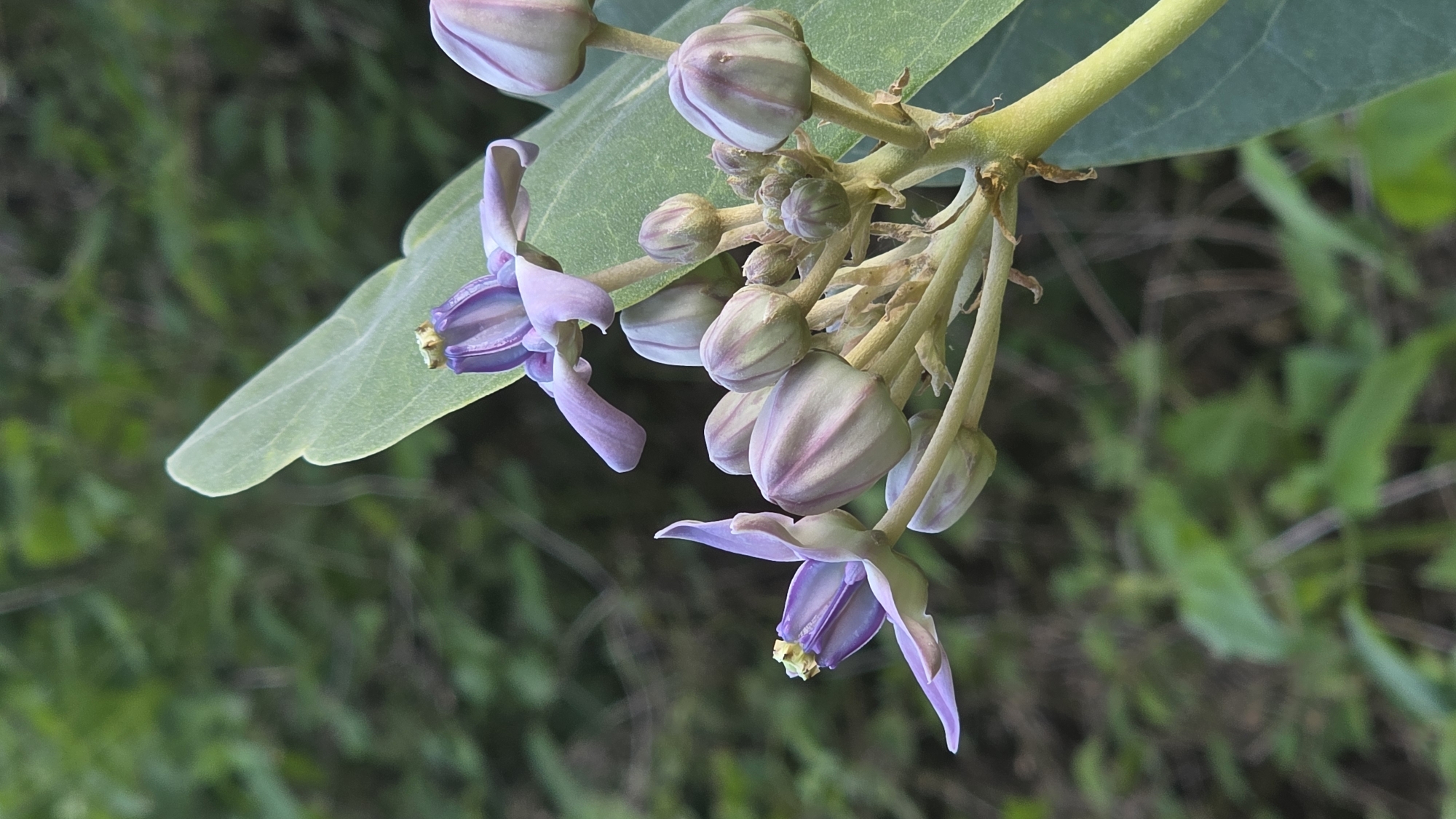 The image shows a cluster of lavender-colored flowers with distinctive petal shapes. Some flowers are fully open, while others are still in bud form. The buds exhibit a rounded shape with faint striped patterns. The flowers and buds are attached to a green stem, which is part of a plant with large, light-green leaves. The background consists of a blurred, lush green vegetation, suggesting a natural outdoor setting. The location is identified as the Bac Natural Heritage Area Trang, Vietnam.