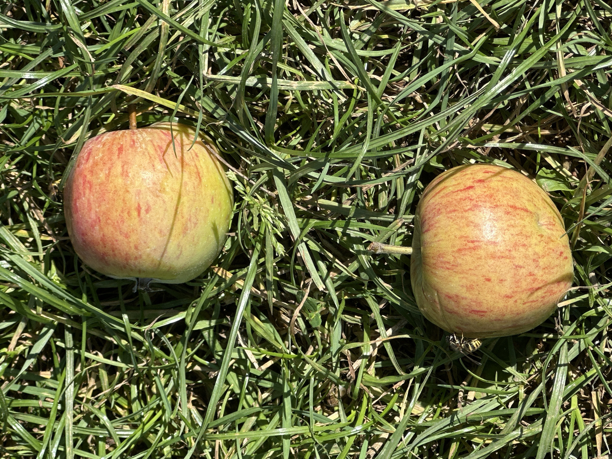 Two apples, one red and yellow, the other yellow with red streaks, lie on a patch of green grass. A wasp is perched on the lower apple. The scene is bathed in sunlight, casting shadows from the grass blades and apples. The image is a close-up, top-down view, with no identifiable landmarks to suggest a specific location in Minsk, Belarus.