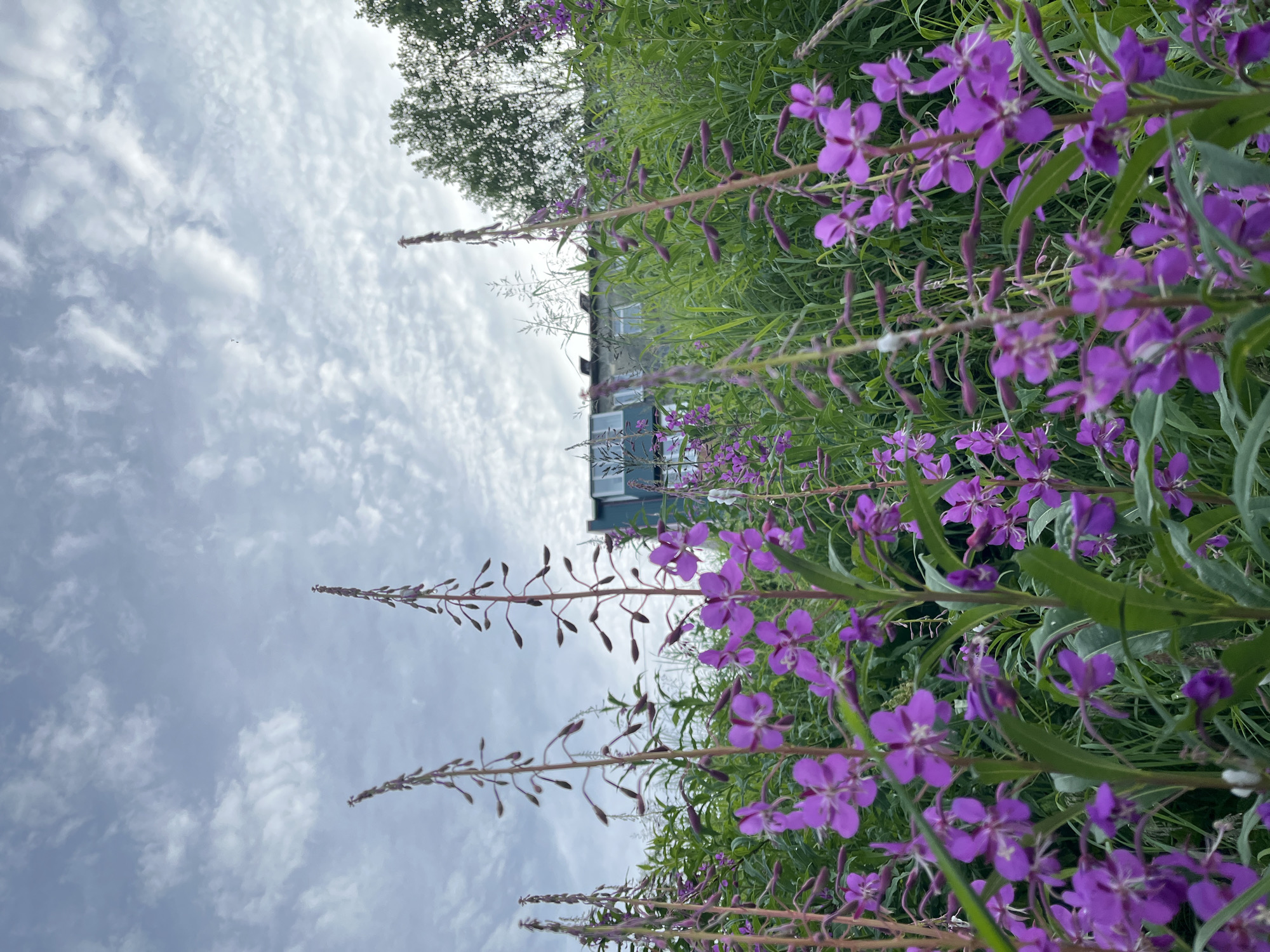 The image depicts a close-up, low-angle view of tall purple flowers in bloom, with their spiky tops reaching towards a cloudy sky. The flowers are in the foreground, out of focus in some areas but with several clearly defined blossoms visible. Behind the flowers, a two-story building with a dark teal facade and visible windows is situated on a grassy incline. Green trees are visible further behind the building, suggesting an outdoor environment. The sky is overcast with scattered clouds. The scene is consistent with a location in Petropavlovsk-Kamchatsky, Russia, particularly during the summer flowering season. There are no people or animals visible in the image.