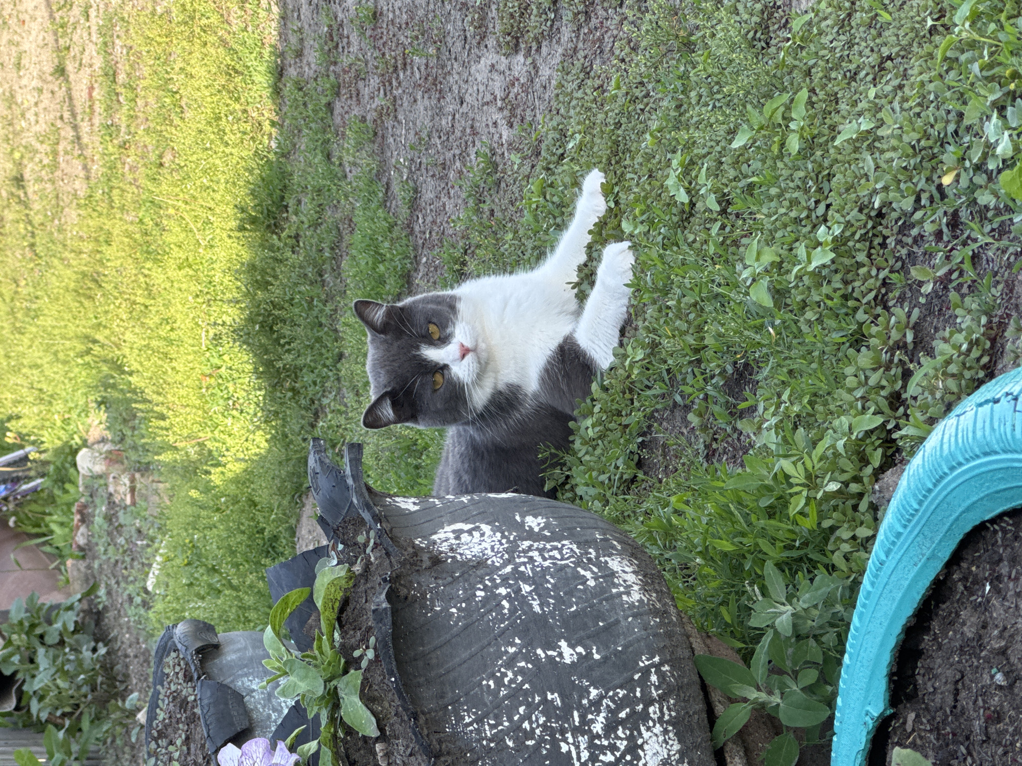 In the city of Starokhalilovo, Russia, a gray and white cat with yellow eyes lies on the grass next to a large, weathered planter. The planter, made from what appears to be a repurposed tire, is filled with soil and small plants, one of which has a light purple flower. The surrounding environment is overgrown with green grass and some patches of dirt. Sunlight casts shadows on the ground, indicating it is daytime. The cat is relaxed, with its front paws extended and its body resting comfortably on the ground. The overall scene depicts a domestic animal in a natural, outdoor setting.