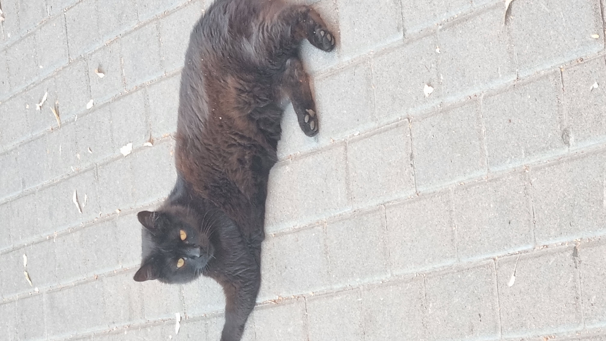 A black cat with yellow eyes lies on its back on a light gray paved surface. The cat is in focus and is the primary subject of the image. Its fur is dark and appears somewhat fluffy. The cat's paws are visible, with toe beans showing on its hind paws. The paved surface is made of rectangular blocks, and there are a few small, light-colored debris pieces scattered on the surface. The image is taken from a top-down perspective, with the cat filling a significant portion of the frame. The lighting suggests it is daytime, and the scene appears to be outdoors, possibly in a courtyard or walkway. There is no visible text in the image.