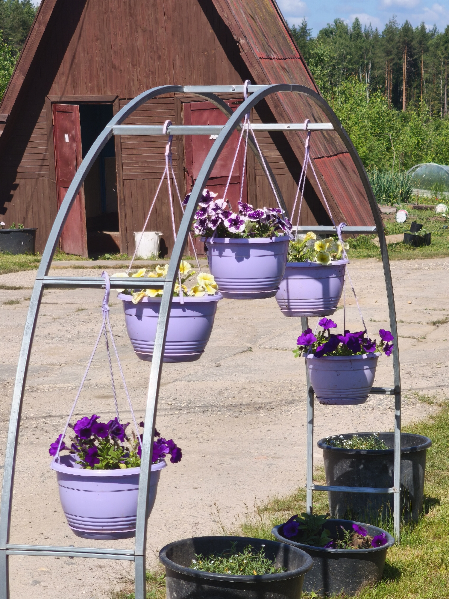 The image depicts a rustic outdoor scene in Kady, Russia, featuring a small wooden shed with a red door. In front of the shed, a metal structure supports several hanging flower pots filled with blooming petunias. The pots are lavender in color, and the flowers are a mix of purple and white. The ground is paved with gravel, and in the background, a lush green forest can be seen. Several larger black planters with flowers are also visible on the ground. The weather appears to be sunny and clear, with a few clouds in the sky. There are no people present in the image.