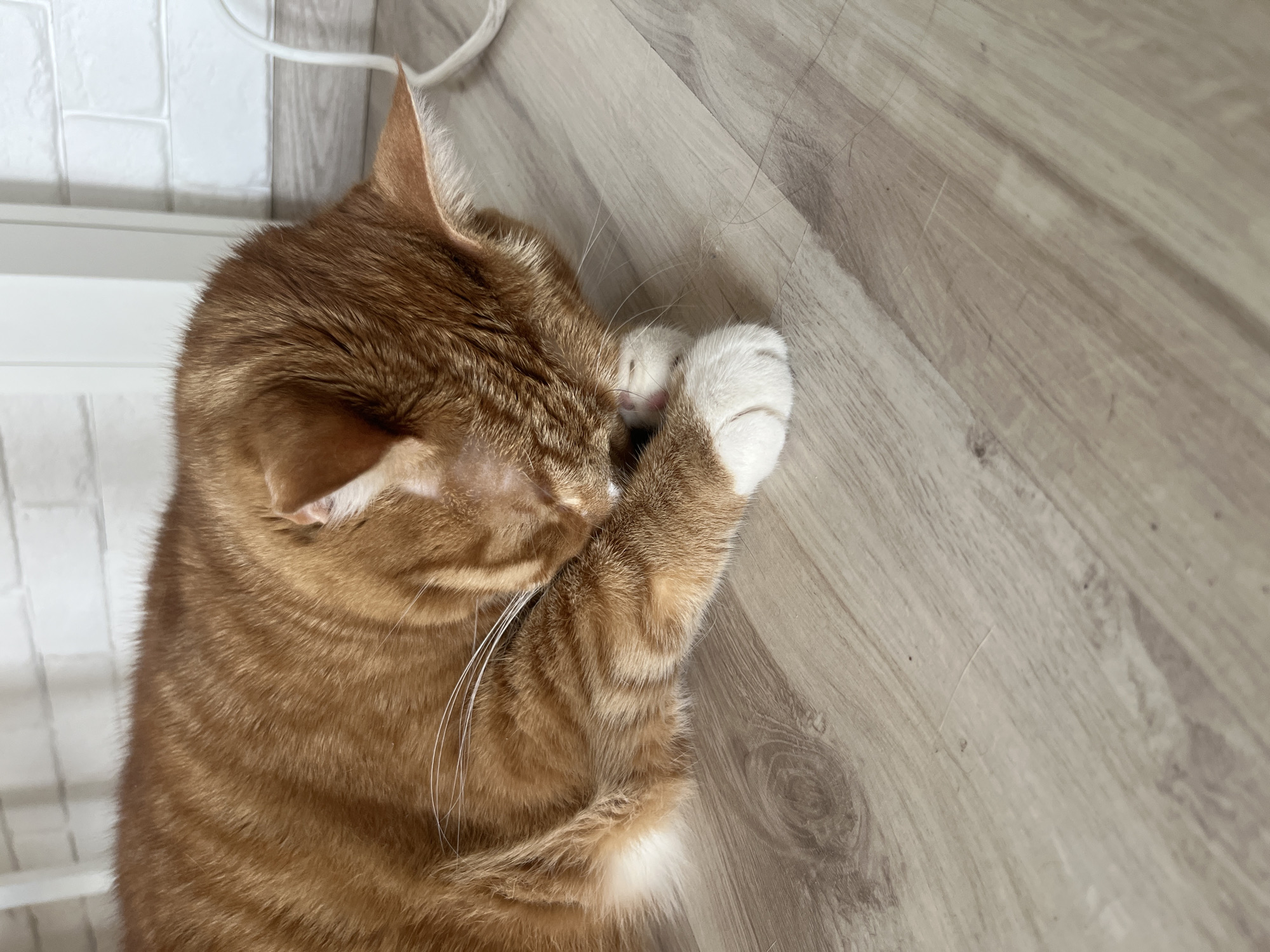 A ginger tabby cat is lying on its side on a wooden floor, with its head tucked into its paws. The cat's fur is orange with darker tabby stripes. Its paws are white. The floor is made of light-colored wooden planks with a visible grain pattern. In the background, a white brick wall is visible, along with a white cable. The scene appears to be indoors, likely in a residential setting. There is no indication of the specific location within Zabrze, Poland.