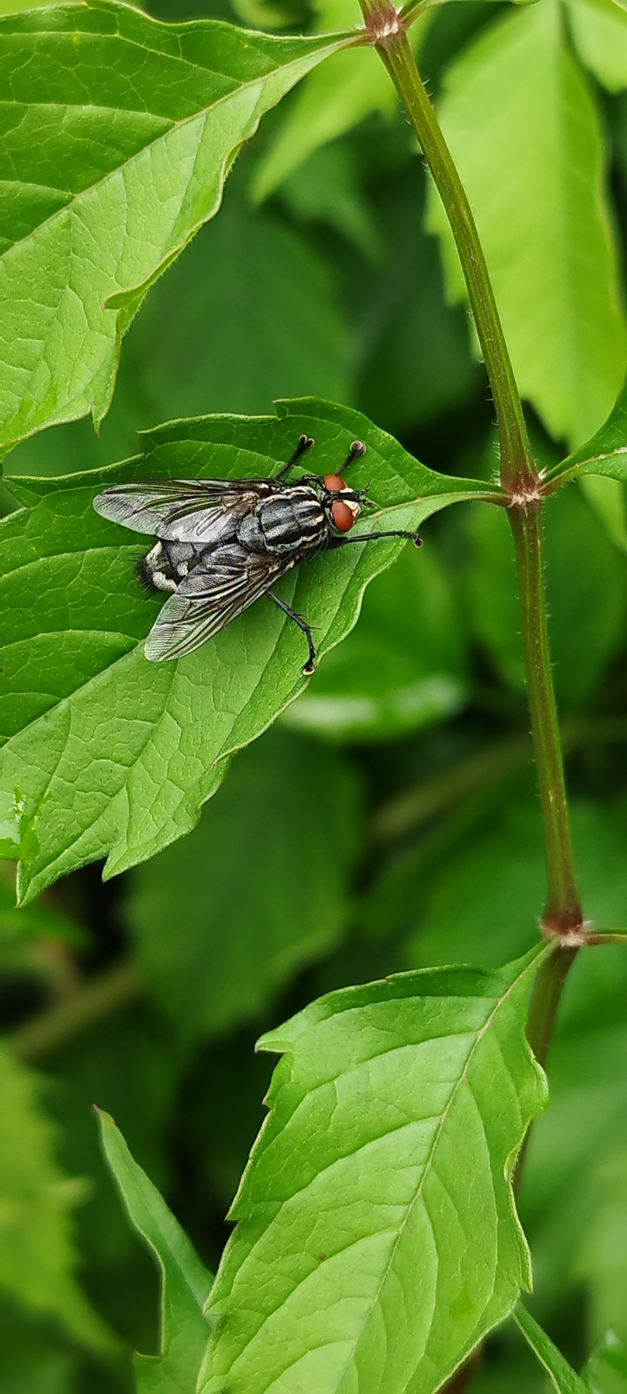 A macro shot focuses on a fly with red eyes and striped gray wings resting on a vibrant green leaf. The leaf has a textured surface with prominent veins and a slightly serrated edge. To the right of the leaf, a thin, reddish-brown stem with fine hairs is visible, curving upwards and supported by more blurred green foliage in the background. The setting appears to be a natural environment, possibly a garden or park, within the Azhginavicki rural council, Belarus, suggesting a scene of rural flora and fauna.