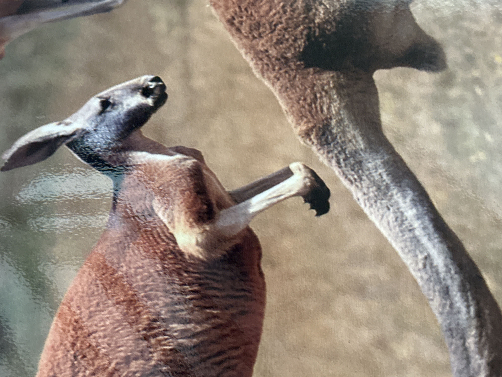 The image shows two kangaroos in a blurry, outdoor environment. The main kangaroo is reddish-brown with a dark grey head, standing upright with its paws raised. The second kangaroo is primarily visible as a leg, which is light grey and positioned vertically. The background is an indistinct brown color. The image gives no indication of being in the city of Davao City, Philippines. There are no people present in the image.