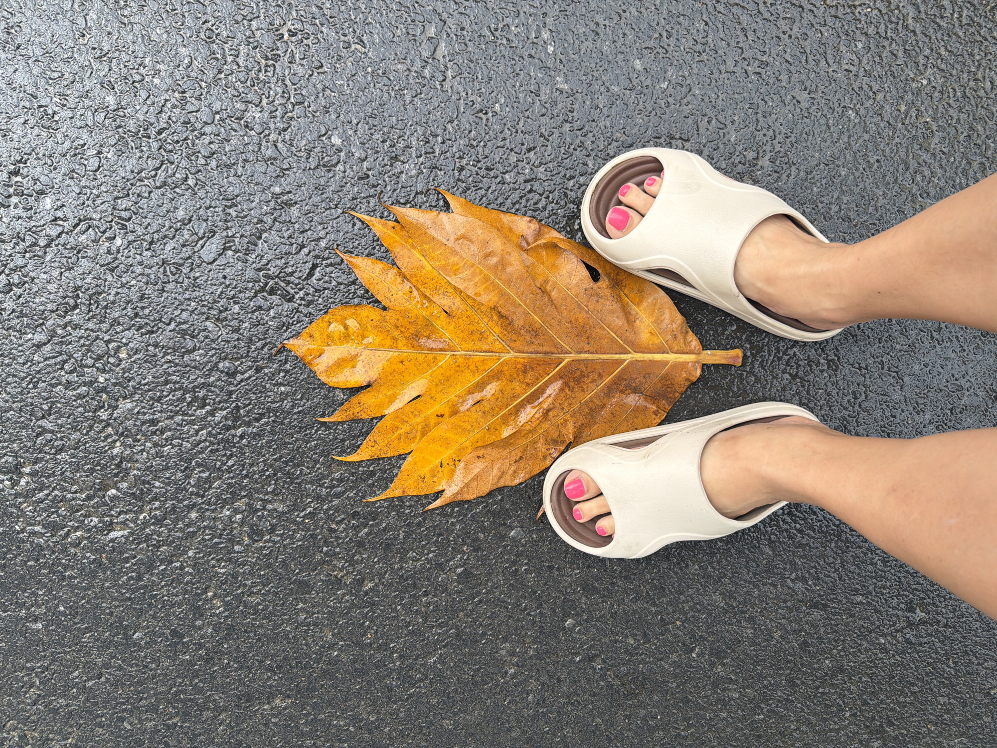 An overhead shot captures a person's feet, adorned with bright pink toenail polish, wearing cream-colored slides. They are positioned on a wet, dark asphalt surface. Centered between the feet is a large, dry, bright orange leaf, its veins clearly visible. The leaf appears to be a fallen one, suggesting an outdoor environment. The asphalt is textured and glistening with moisture, indicating recent rain or a damp atmosphere. The scene has a naturalistic, casual feel, potentially taken on a street or sidewalk in Đà Nẵng, Vietnam, after a rainfall.