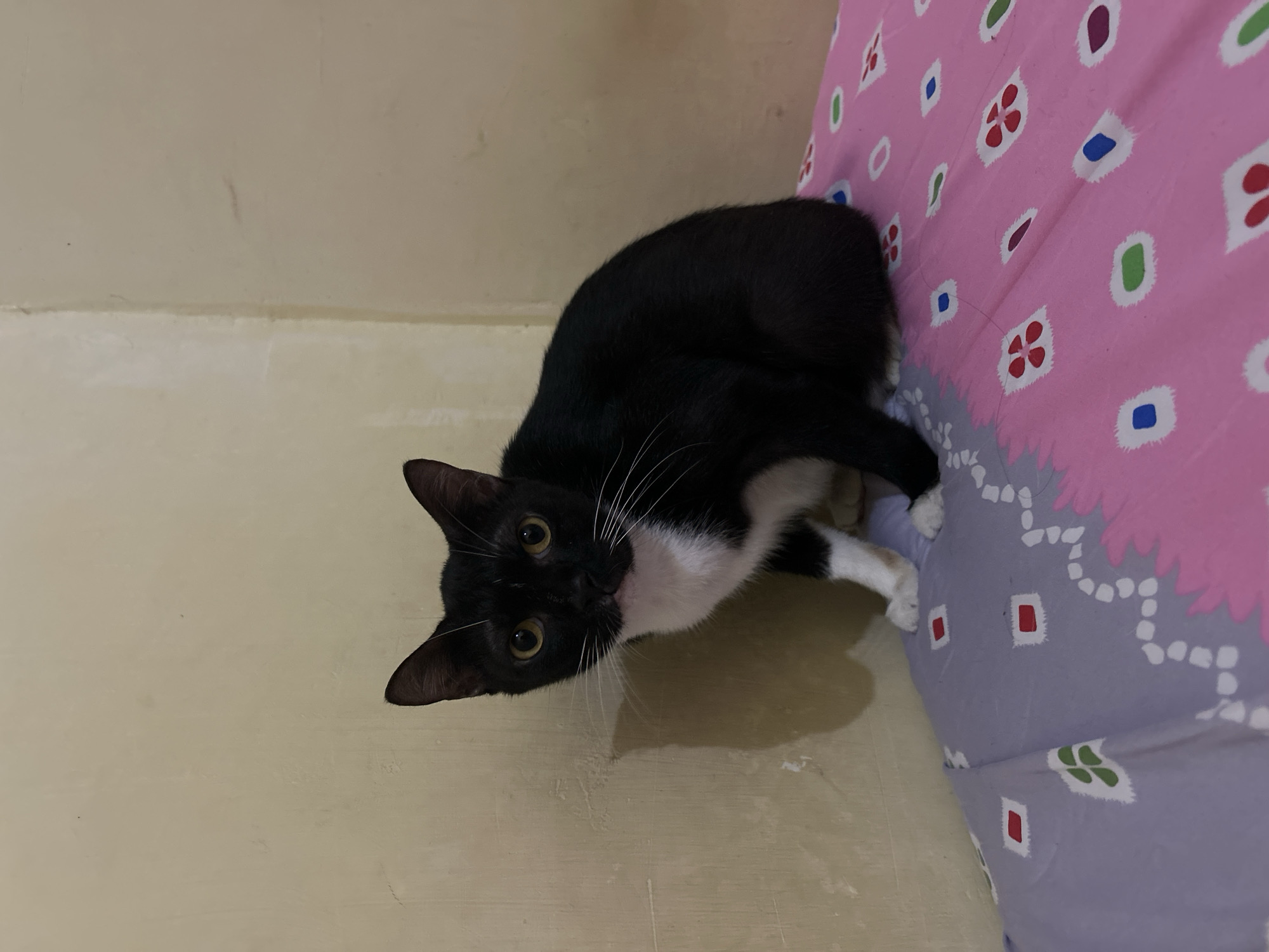 A black and white cat is lying on a bed with a pink and purple patterned duvet. The cat is facing the camera and looking directly at it with bright yellow eyes. Its body is mostly black with a white chest and paws. The duvet has a repeating pattern of small floral shapes and squares in various colors, including red, blue, green, and white. The bed appears to be in a room with beige walls. The lighting suggests it might be daytime, possibly indoors. The cat's pose and gaze convey curiosity and a direct interaction with the viewer.