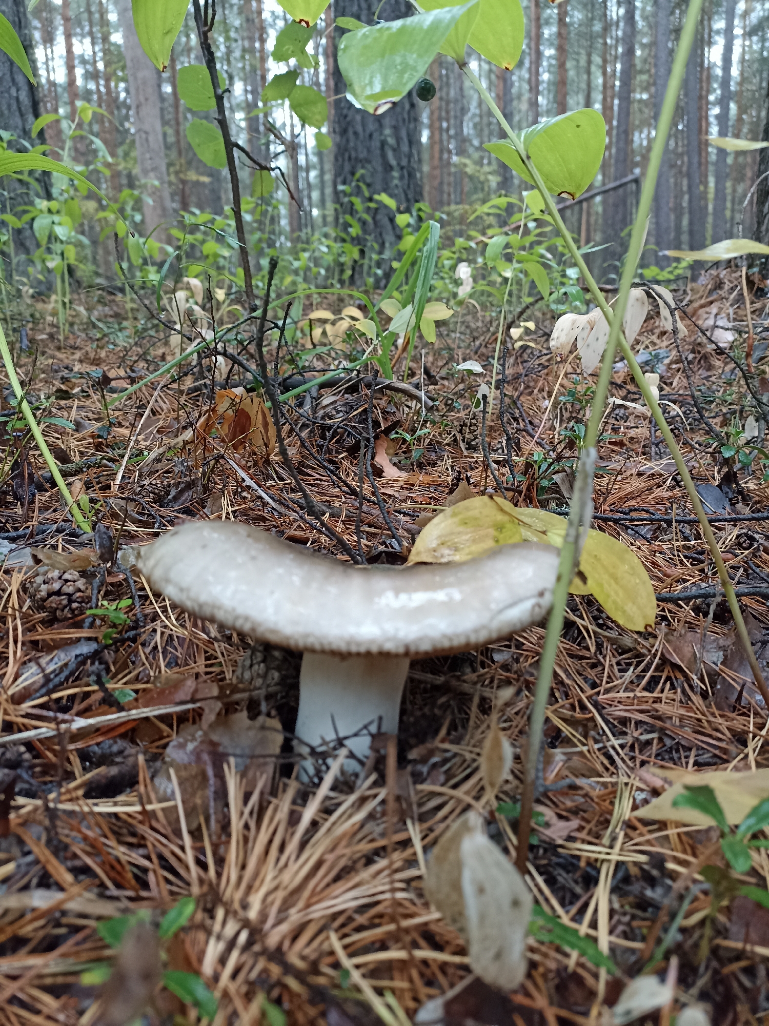 A single mushroom with a light brown cap and white stem is the primary subject, positioned centrally in the foreground of a forest floor. The ground is covered with fallen pine needles, dry leaves, and twigs. Several green plants and leaves are visible, with some yellowing leaves also present. In the background, tall, slender trees form a dense forest. The lighting suggests an overcast or shaded day. The scene is located in a forest in Rozhdestvenka, Russia. There are no people or animals present.