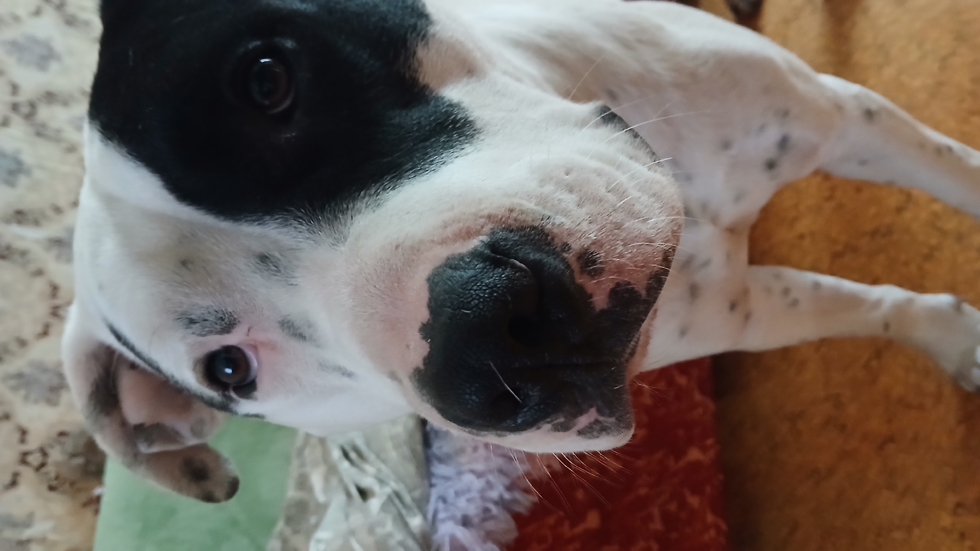 A close-up, angled view shows a dog with a white and black coat. The dog's nose is black and dominates the foreground. One eye is visible, and it is dark in color. The dog appears to be indoors, as suggested by the blurred background which includes what may be furniture. The location is listed as Unknown, Unknown.