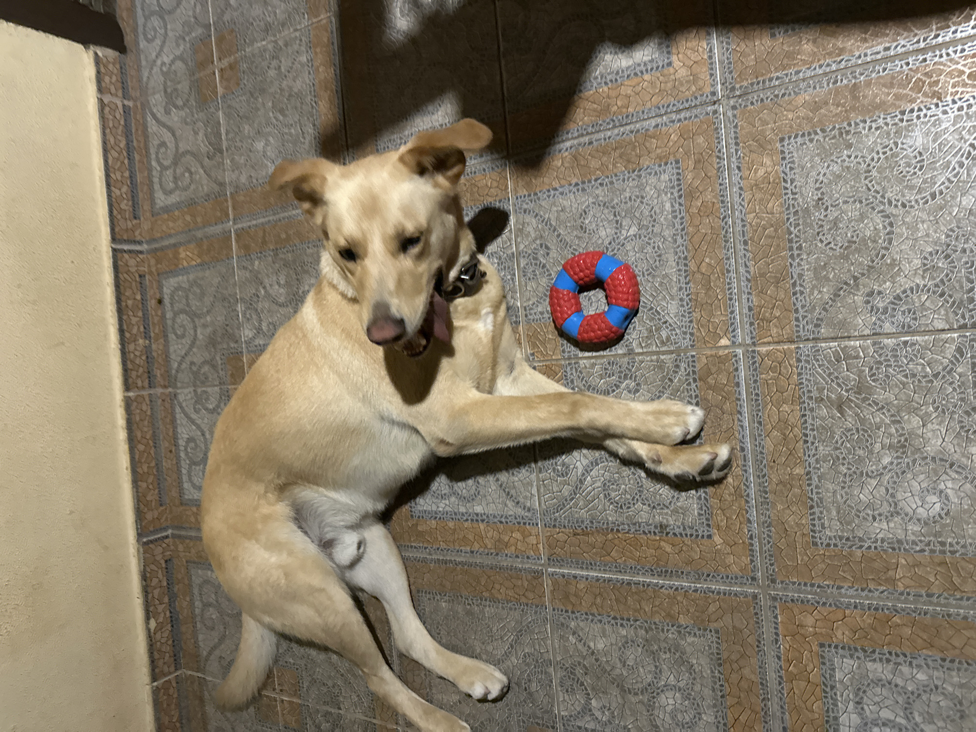 A light-colored dog is lying on a tiled floor, its body extended, with its head turned towards the camera and its tongue sticking out. A small, red and blue ring-shaped toy lies on the floor near the dog. The floor is made of square tiles with a patterned design. The background consists of a wall and a shadow. There is no indication that this image is located in Sochi, Russia.