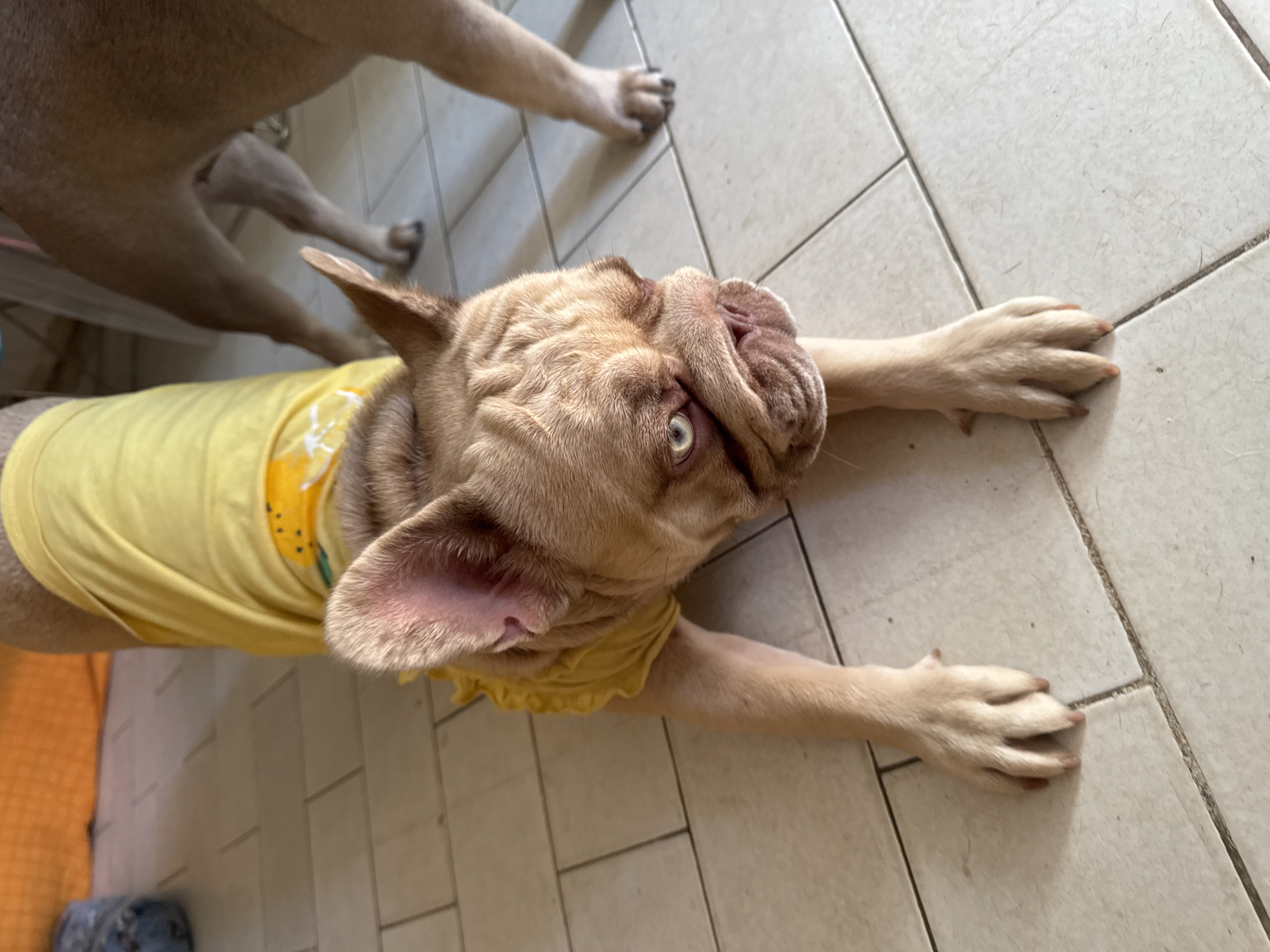 A light brown French bulldog is in a downward-dog yoga pose on a tiled floor. The dog is wearing a yellow t-shirt with a lemon pattern. Its front paws are extended forward, and its body is stretched out. Its head is turned to the side, and its eyes are looking up. Another dog's hindquarters are visible in the background. The image appears to have been taken indoors, possibly in a home. There is no information about the location of San Benedetto del Tronto, Italy.