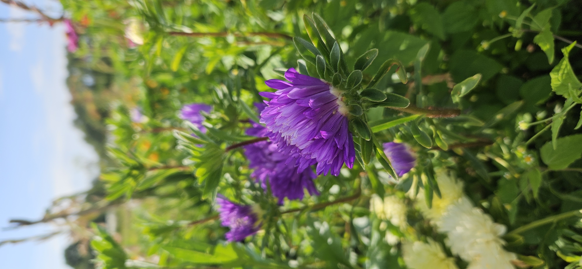 The image shows a close-up view of purple asters blooming in a garden. The flowers are in focus, with their vibrant petals and green leaves clearly visible. In the background, other flowers and foliage are blurred, creating a soft bokeh effect. The sky is a clear blue with a few wispy clouds. The scene appears to be set in a rural area, possibly a garden or a field, with the typical vegetation of Мазалаўскі сельскі Савет, Belarus. There are no people or animals in the image. The lighting suggests it is daytime, with the sun casting a warm glow on the flowers. The overall impression is one of natural beauty and tranquility.