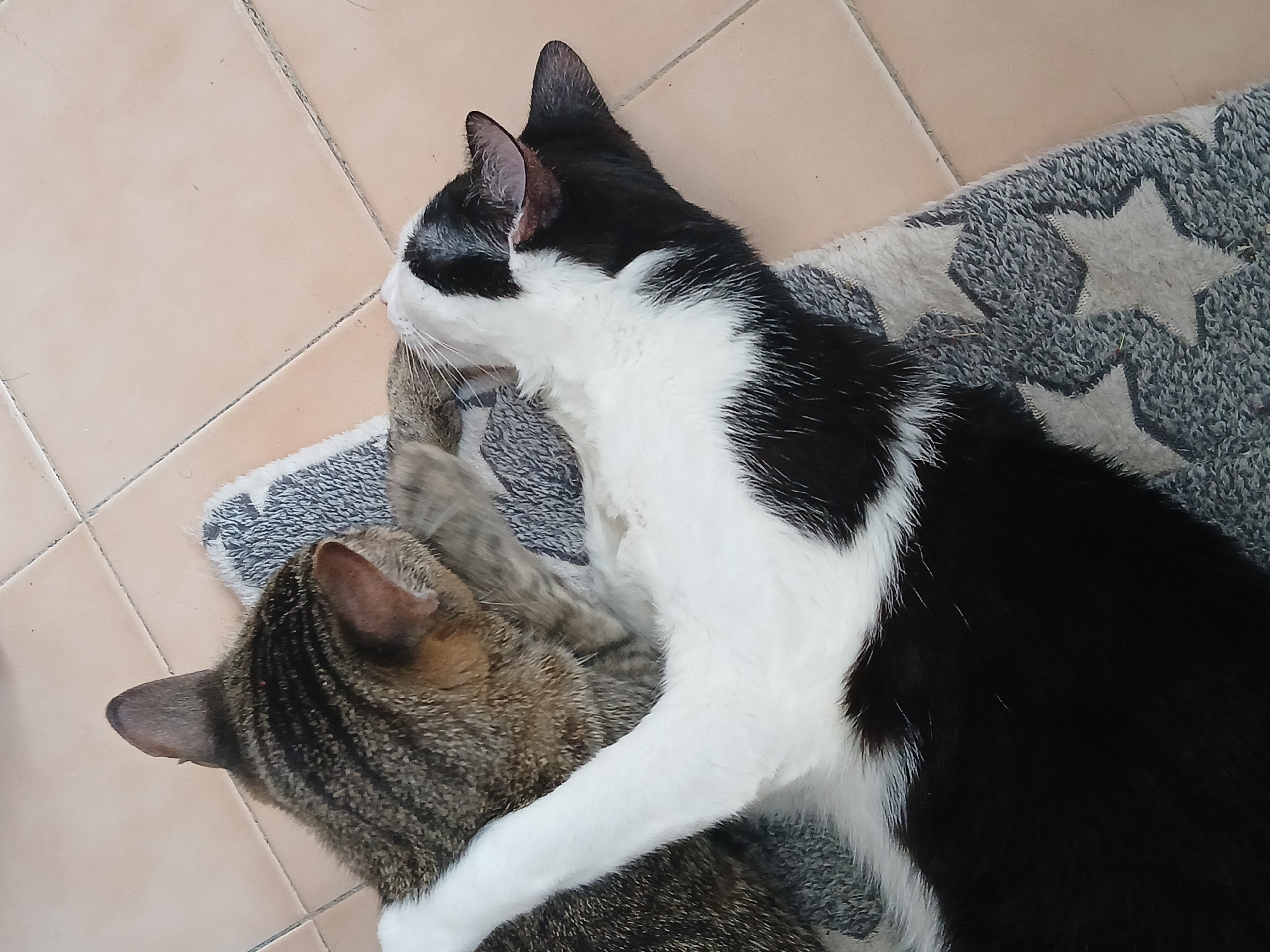 Two cats are lying on a gray rug with white stars, placed on a tiled floor. One cat has brown tabby markings, while the other is a black and white bicolor cat with its paw draped over the tabby cat. The location is unknown and not related to Ciudad Guayana, Venezuela.