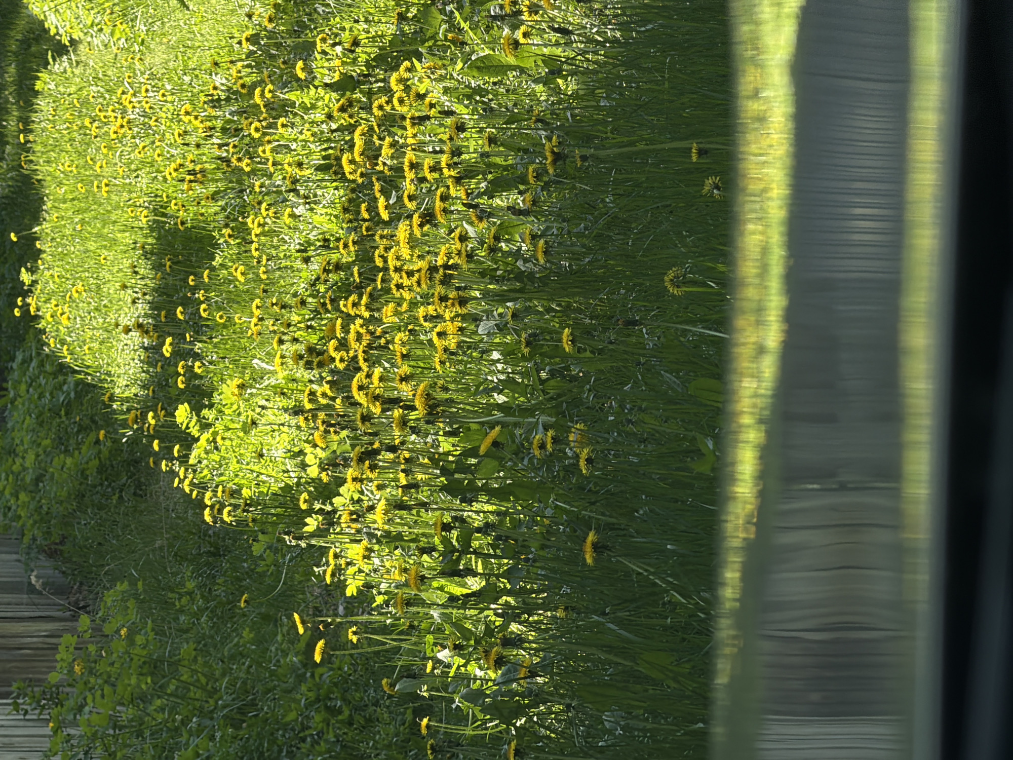 The image shows a field of dandelions in Udelnaya, Russia. The location is identified through the presence of dandelions, which are a common plant in Russia. The focus is on the green grass and numerous yellow dandelion flowers, some illuminated by direct sunlight. To the right, there's a blurred structure, possibly a window or reflective surface, partially obscuring the view. The image provides a close-up perspective of the grassy field filled with dandelions.