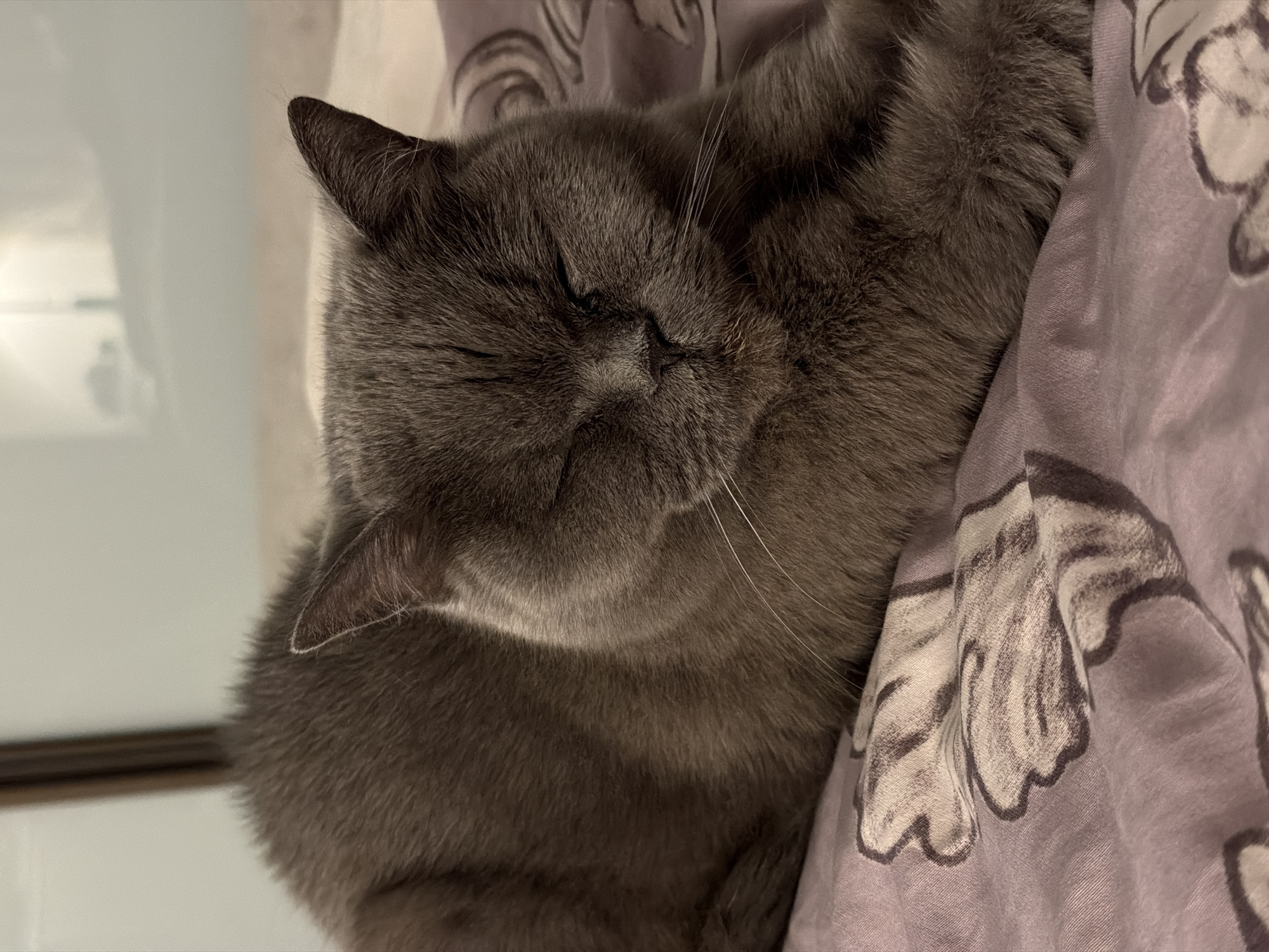 A grey cat lies sleeping on a lavender-colored patterned blanket. The cat's eyes are closed, and its head is resting on its paws. The cat's fur is short and dense. The blanket has a floral pattern in shades of lavender, grey, and white. The location in the city of Riga, Latvia, cannot be determined from this image.
