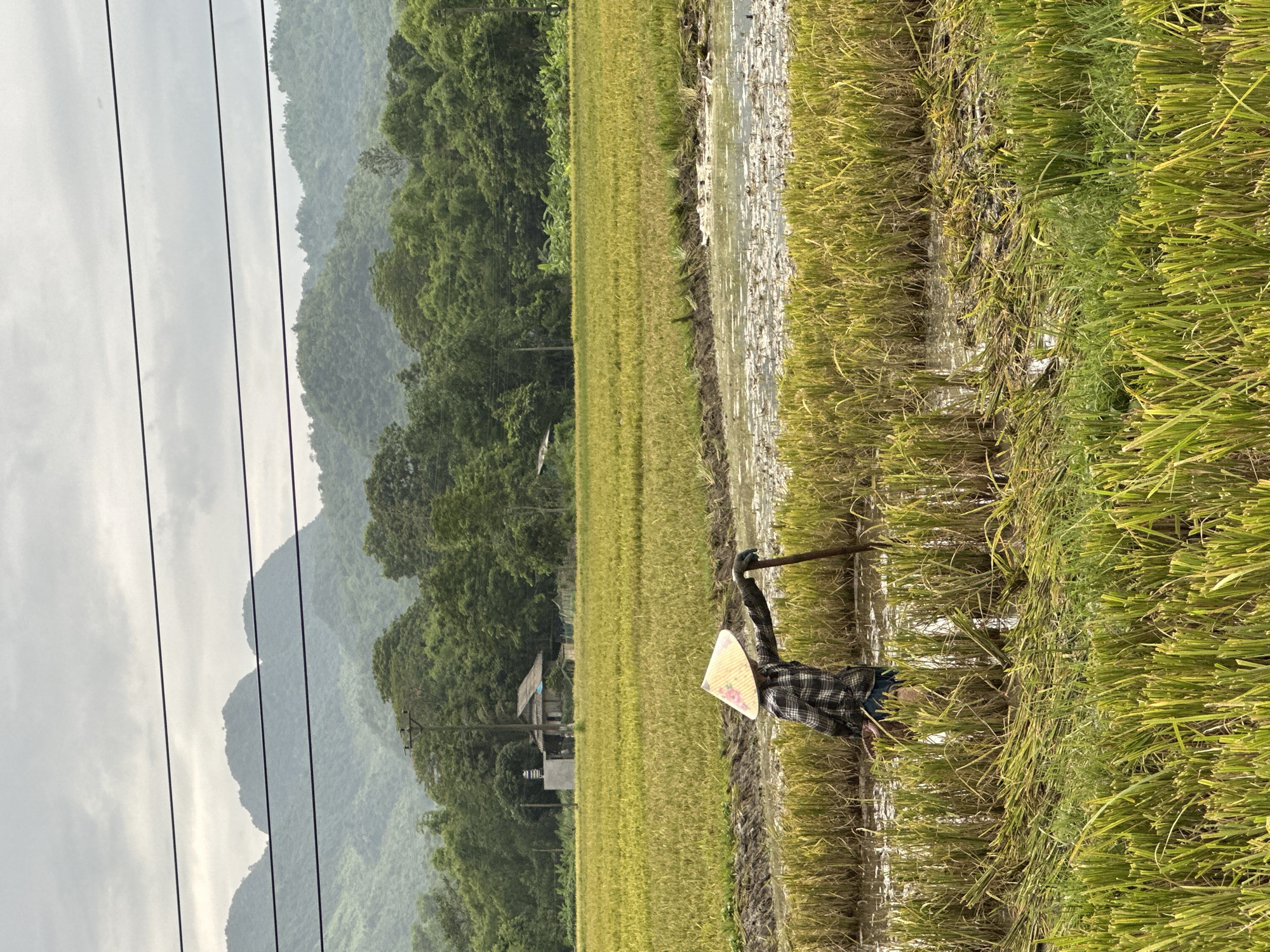 In Mai Chau, Vietnam, a lone farmer wearing a conical hat and a plaid shirt works in a flooded rice paddy under a cloudy sky. The farmer, holding a wooden tool, appears to be harvesting or tending to the rice stalks, which are partially submerged in muddy water and surrounded by dry, cut stalks. In the background, a small, rustic house with a thatched roof is visible amidst lush green trees, and further in the distance, rolling hills covered in vegetation fade into the hazy sky. Power lines are strung across the upper portion of the image.