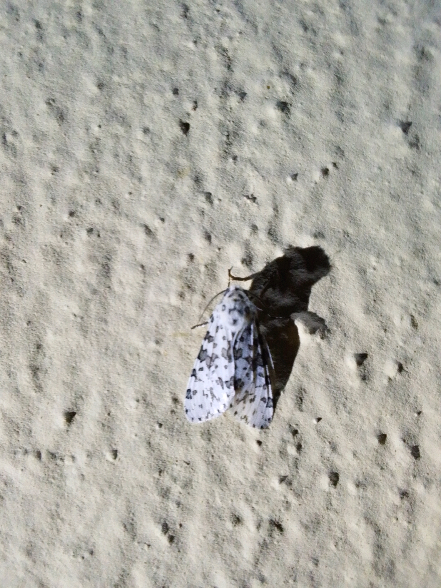 The image shows a moth resting on a sandy surface. The moth has black and white speckled wings and a dark body. The sandy surface has a textured appearance with small indentations and a few dark specks. The lighting suggests it is daytime. The location is identified as Serti, Nigeria.