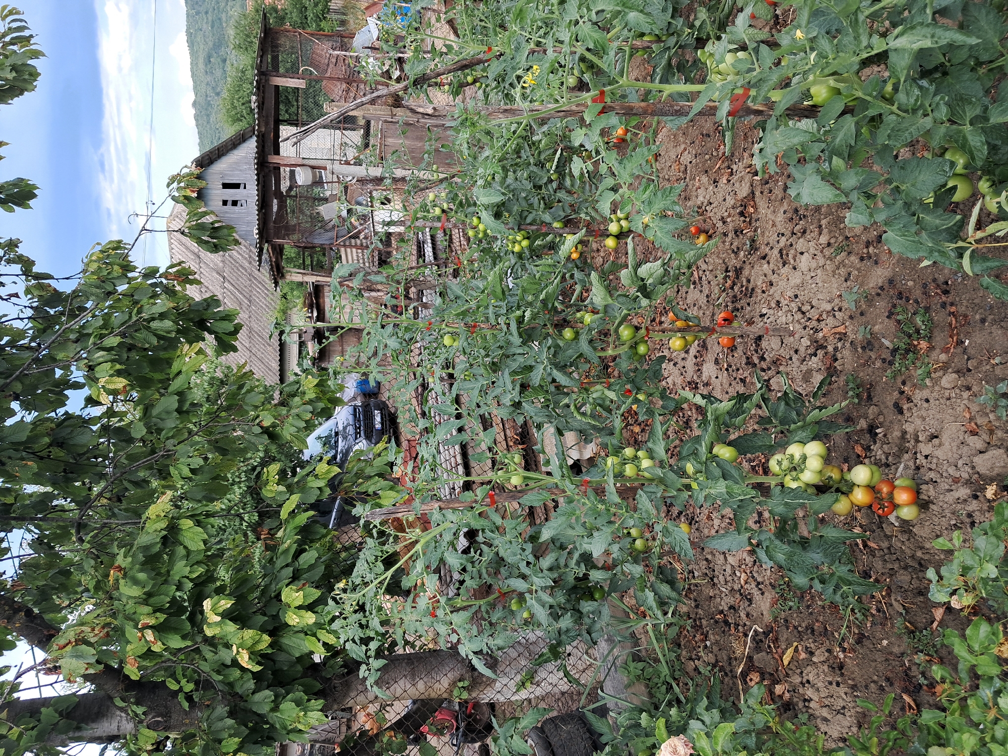 This is a wide shot of a vegetable garden in Onișcani, Moldova. The garden is filled with tomato plants that are laden with both green and red tomatoes. Some of the plants are supported by wooden stakes. In the background, there is a house with a corrugated metal roof and an attached shed. A black car is parked behind the tomato plants. The sky is partly cloudy.