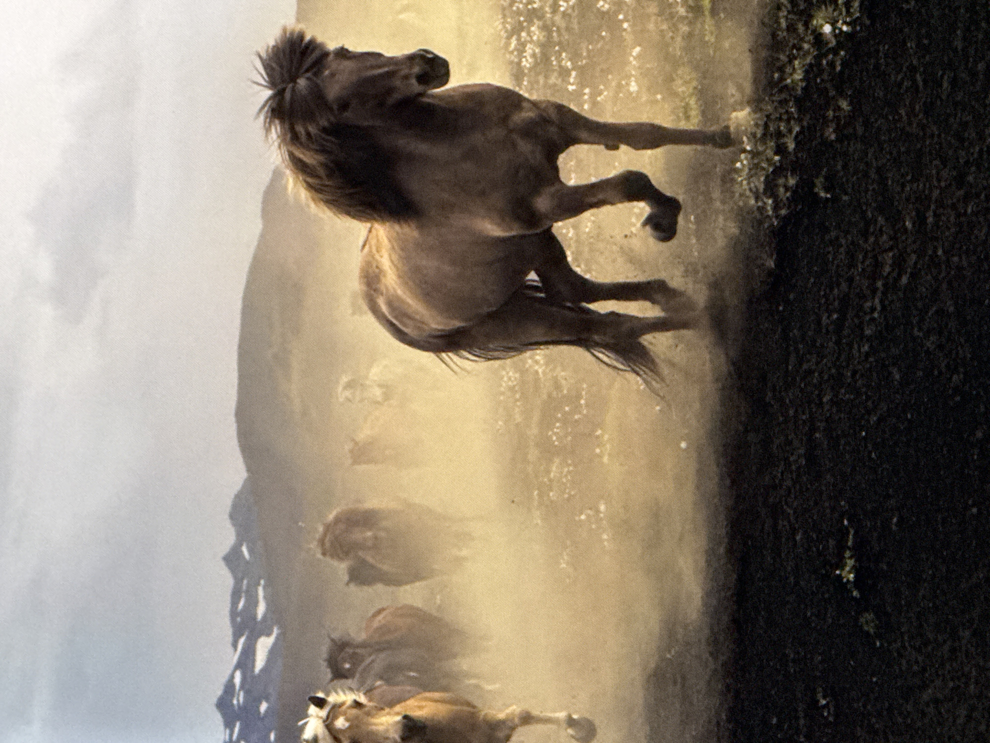This is a full-frame, eye-level, vertical shot of a herd of Icelandic horses galloping through a dusty field. The horses are the primary subjects, with a dark-brown horse in the foreground on the right, mid-stride, kicking up dust. Its mane is thick and flowing. Behind it, more horses are visible, some lighter in color, also running and obscured by dust. In the background, the landscape features rolling hills and snow-capped mountains under a cloudy, overcast sky. The lighting suggests it might be late afternoon or early morning, with warm tones highlighting the dust and the horses. The ground in the foreground is dark and appears to be soil or volcanic rock, with sparse vegetation. The scene conveys a sense of wildness and movement. There is no indication of the city of Saratov, Russia, or any urban elements in the image.