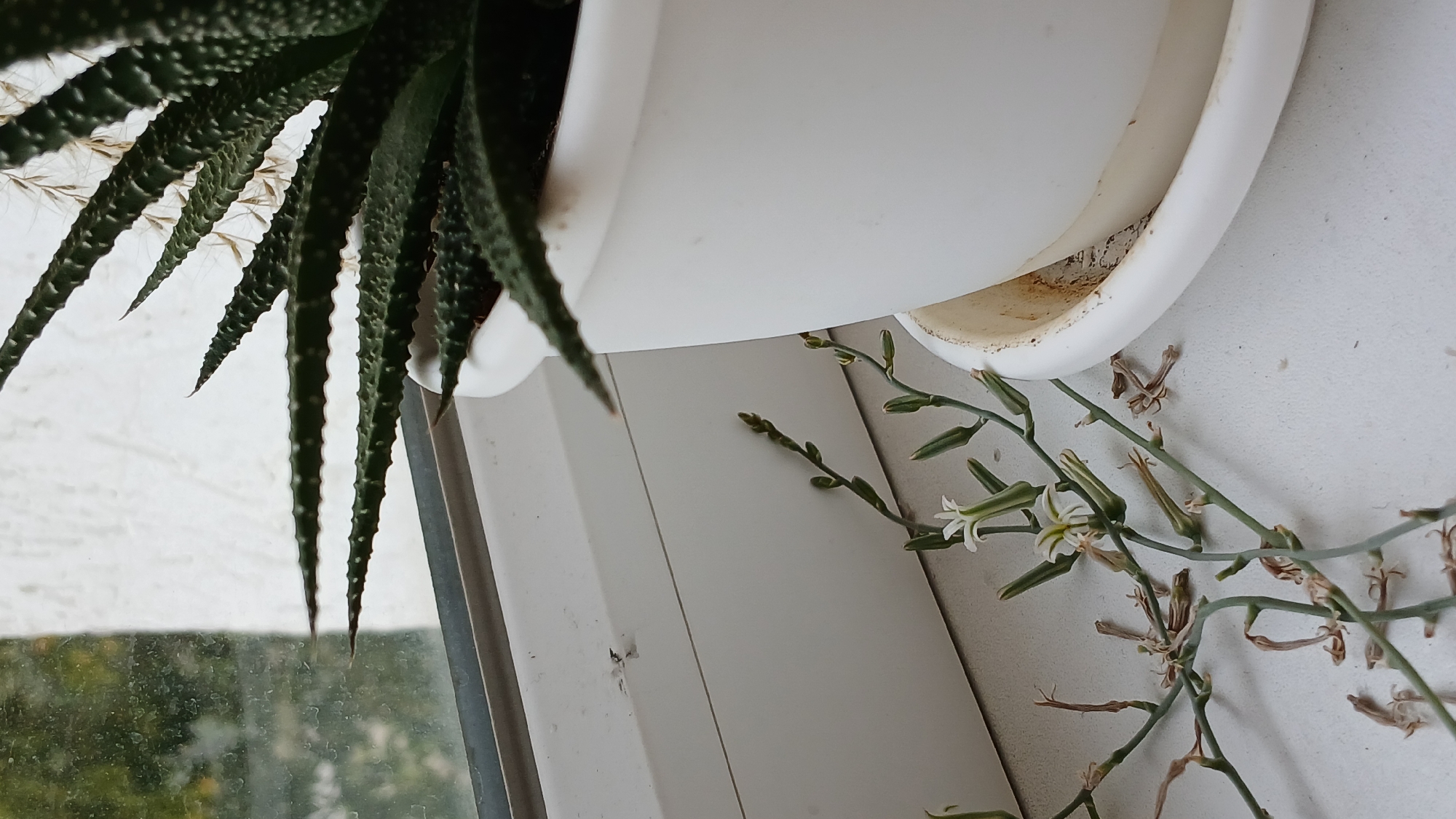 A close-up, vertical, medium shot shows a succulent plant in a white pot sitting on a white windowsill. The plant has dark green, spiky leaves with white speckles. To the left of the succulent, a thin, delicate plant with small white flowers and dried brown seed pods is growing. The background is a slightly blurred window with a green, leafy view outside. The scene is indoors, on a windowsill, likely in a residential setting in Oral, Kazakhstan. The lighting suggests daylight.