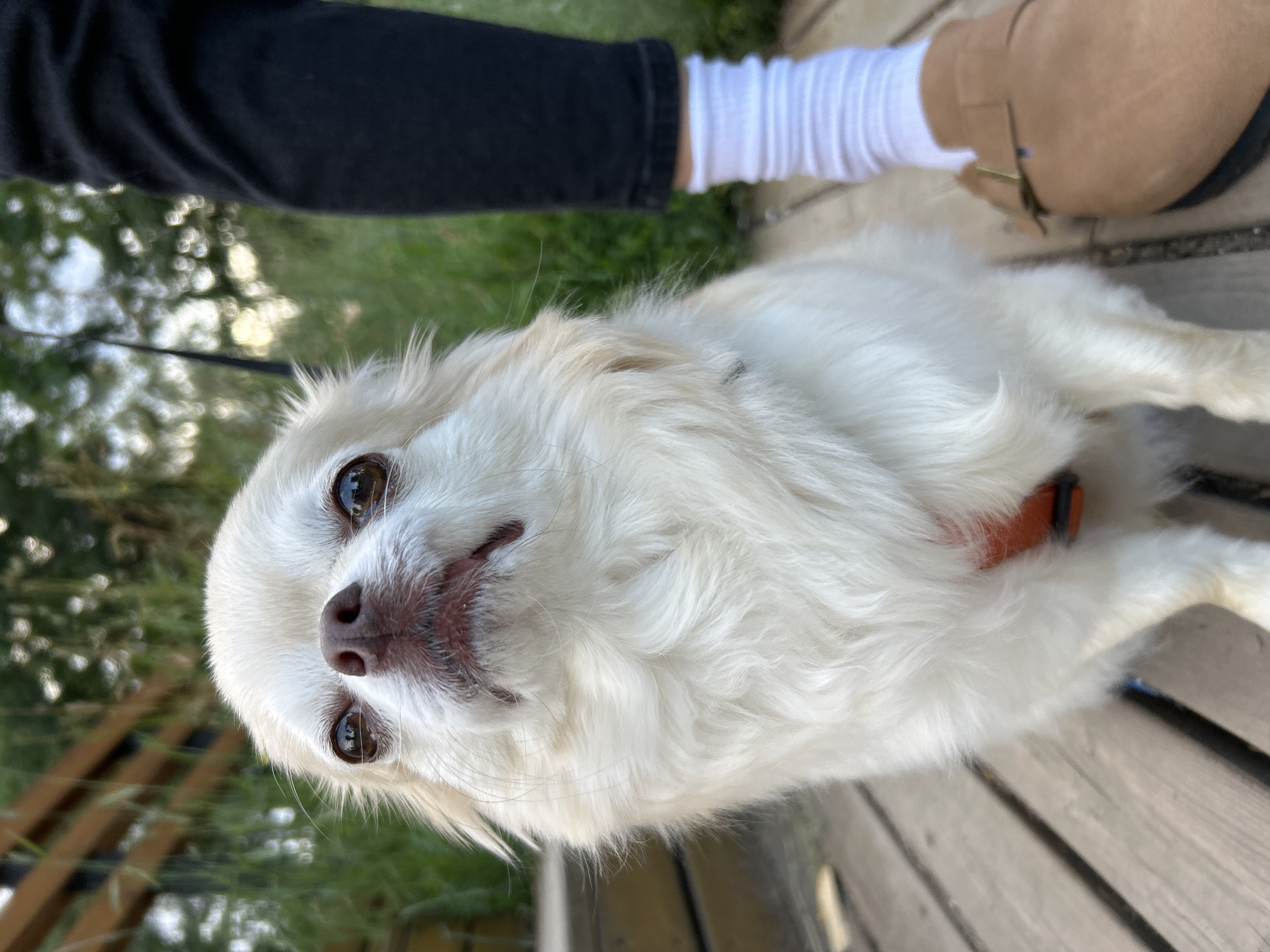 A long-haired, cream-colored chihuahua sits on a wooden deck in front of lush green grass and a wooden fence. The dog is looking up with its mouth slightly open. To the right of the dog, a person's legs are visible, wearing black pants and white socks, along with a brown shoe. The scene is outdoors, and it appears to be daytime. The location is Tolyatti, Russia.
