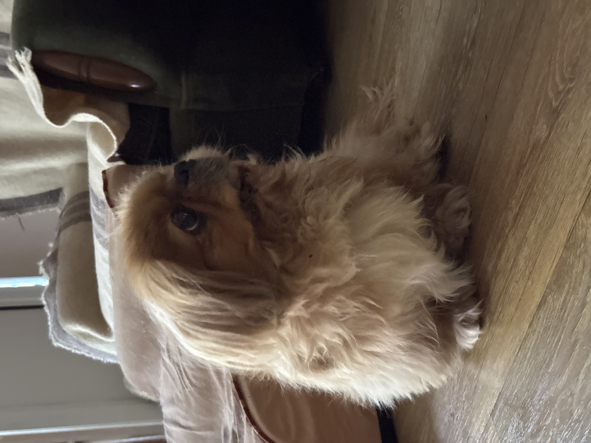 A tan Pekingese dog is sitting on a light brown wooden floor. The dog is facing to the right with its mouth slightly open. Its fur is long and fluffy. Behind the dog, there is a beige upholstered chair and a dark green armchair with a beige blanket draped over it. The scene appears to be indoors in a residential setting. There is no indication of the city of Pleven, Bulgaria in the image.