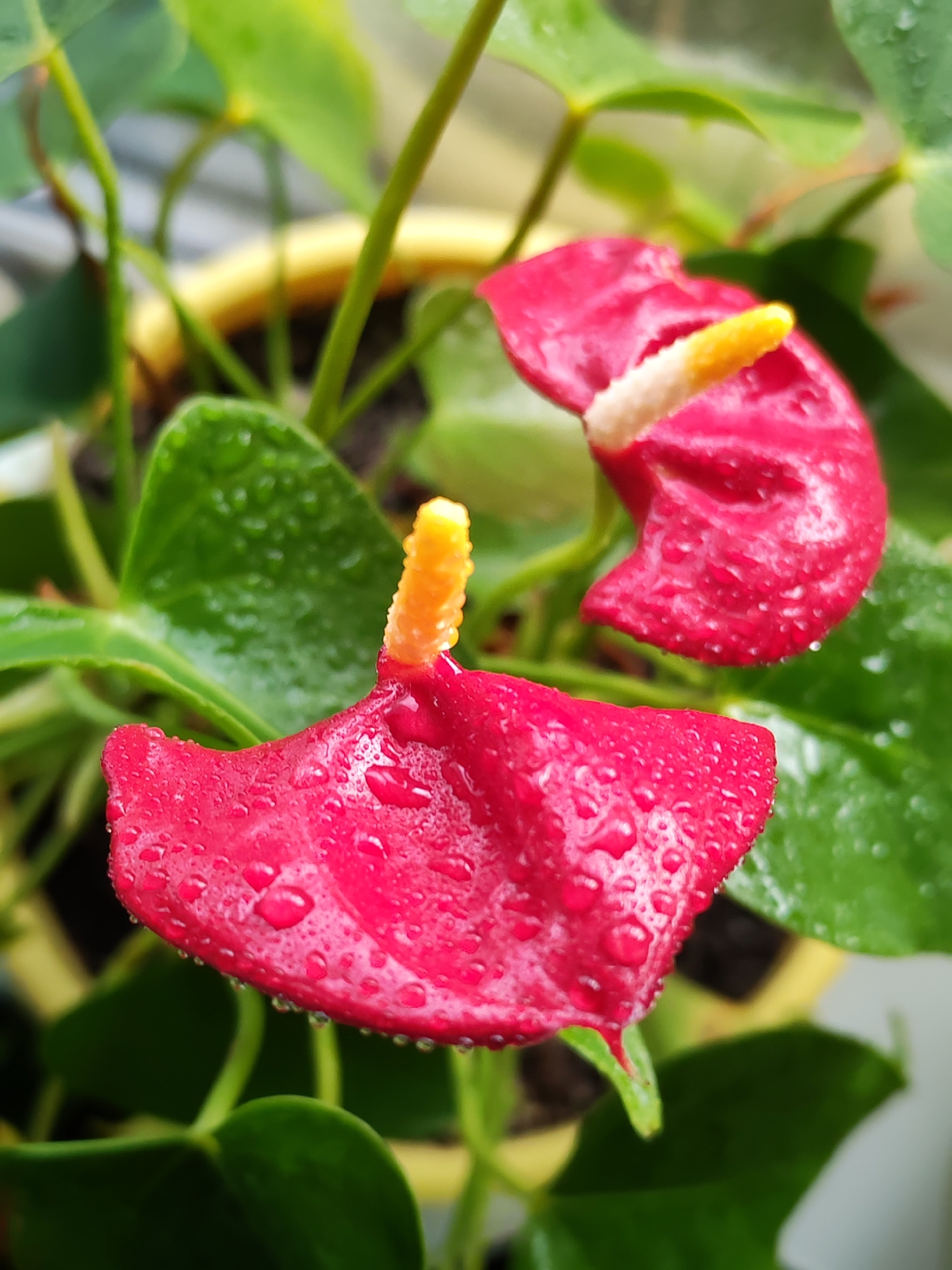 The image features a close-up of two red Anthurium flowers covered in water droplets. The flowers are positioned in the foreground, with green leaves and a yellow pot visible in the background. The yellow spadix protrudes from the red spathe of each flower. There is no evidence to suggest this image was taken in Izhevsk, Russia, or any specific location. There are no people visible.