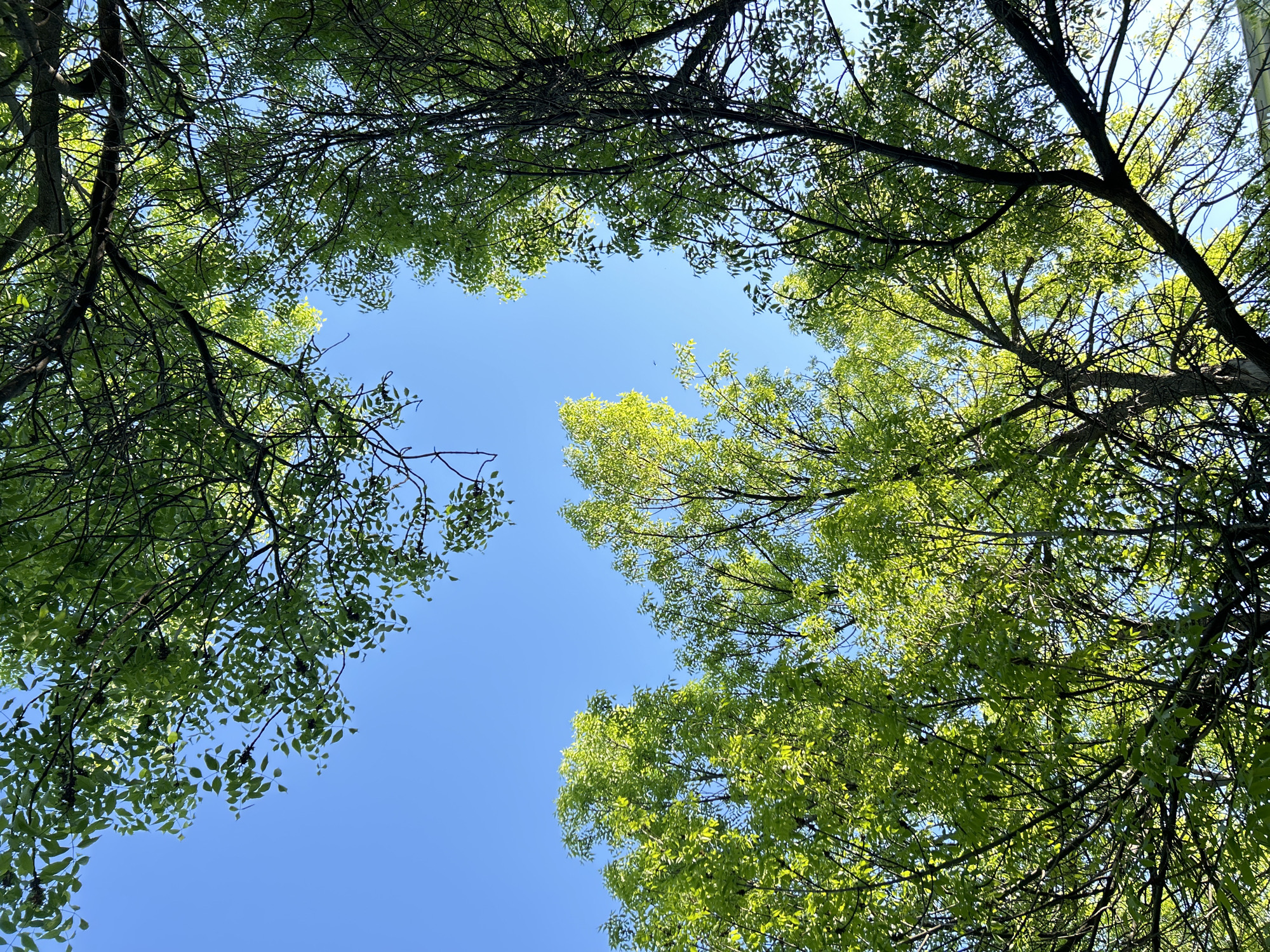 The image shows a view looking upwards through tree branches towards a clear blue sky. The trees are green and leafy. The location in the city of Chaikovsky, Russia is not determinable from the image.