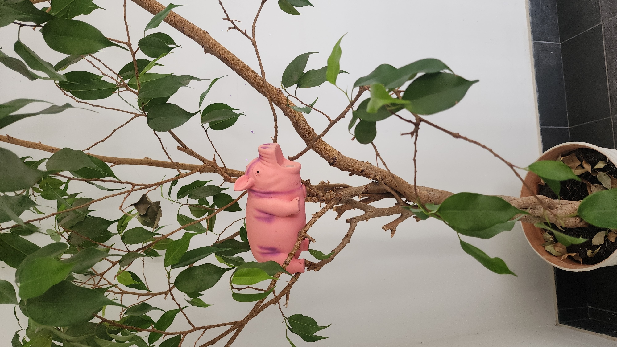 A pink rubber pig toy is nestled among the branches of a potted ficus tree with green leaves. The tree is indoors against a white wall, with a section of black-tiled wall visible on the right. The plant pot is white. There are no people present. The location is not possible to determine from the provided image.