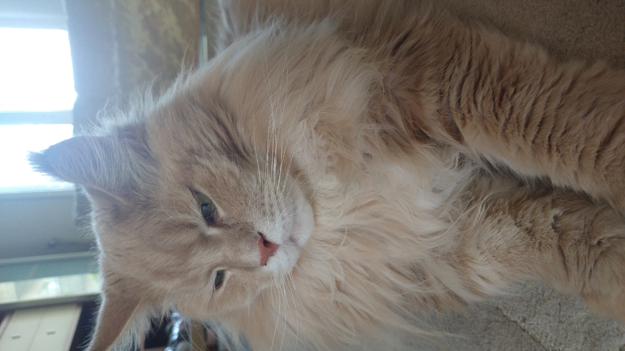This is a close-up, eye-level, indoor shot of a ginger-colored cat lying down. The cat is in the foreground, with its head and upper body filling most of the frame. It has long, fluffy fur, prominent whiskers, and green eyes. The background is out of focus and appears to be a room with natural light coming from a window or skylight, possibly with furniture or a wall visible. There are no people or specific landmarks of Perea, Greece, visible in the image.