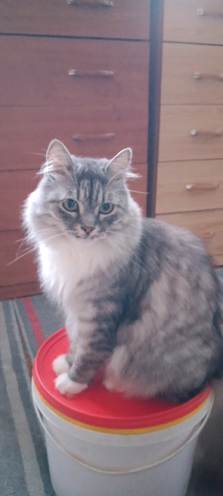 A fluffy, long-haired gray and white cat is sitting on a red bucket with a yellow ring. The cat is facing forward with its green eyes looking at the camera. Its fur is striped and has a fluffy white ruff around its neck. The background consists of wooden dressers, one dark red and one light brown, and a striped rug on the floor. The lighting is dim and the image is slightly grainy. This image was taken indoors, likely in a residential setting.