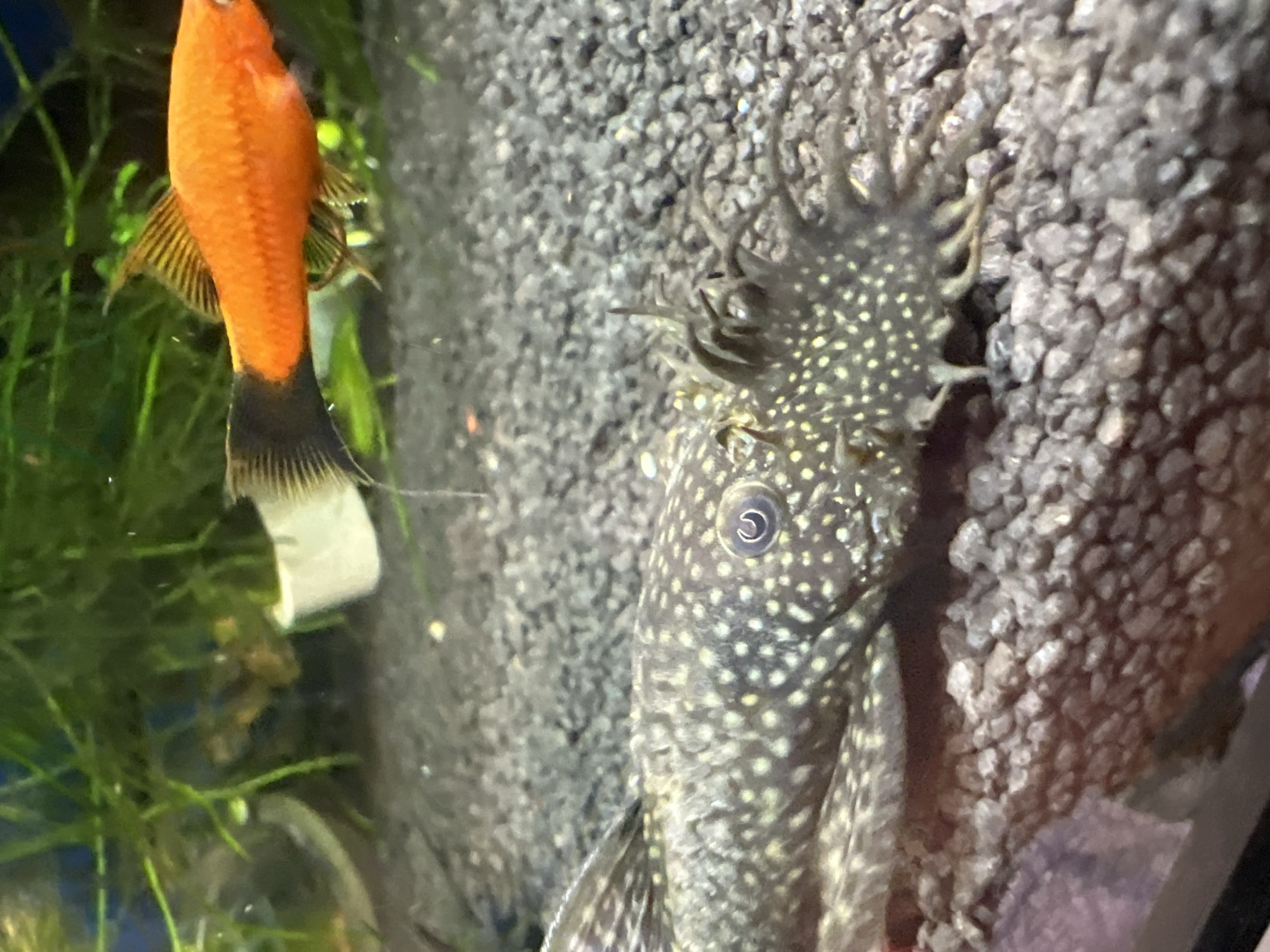 The image displays an underwater scene in an aquarium. A common plecostomus fish, characterized by its spotted pattern and barbels on its face, is prominently featured in the foreground, positioned on a gravel substrate. In the background, an orange platy fish with a black tail swims near aquatic plants. The lighting suggests artificial aquarium illumination. This scene is not located in Berlin, Germany, as it depicts an artificial environment.