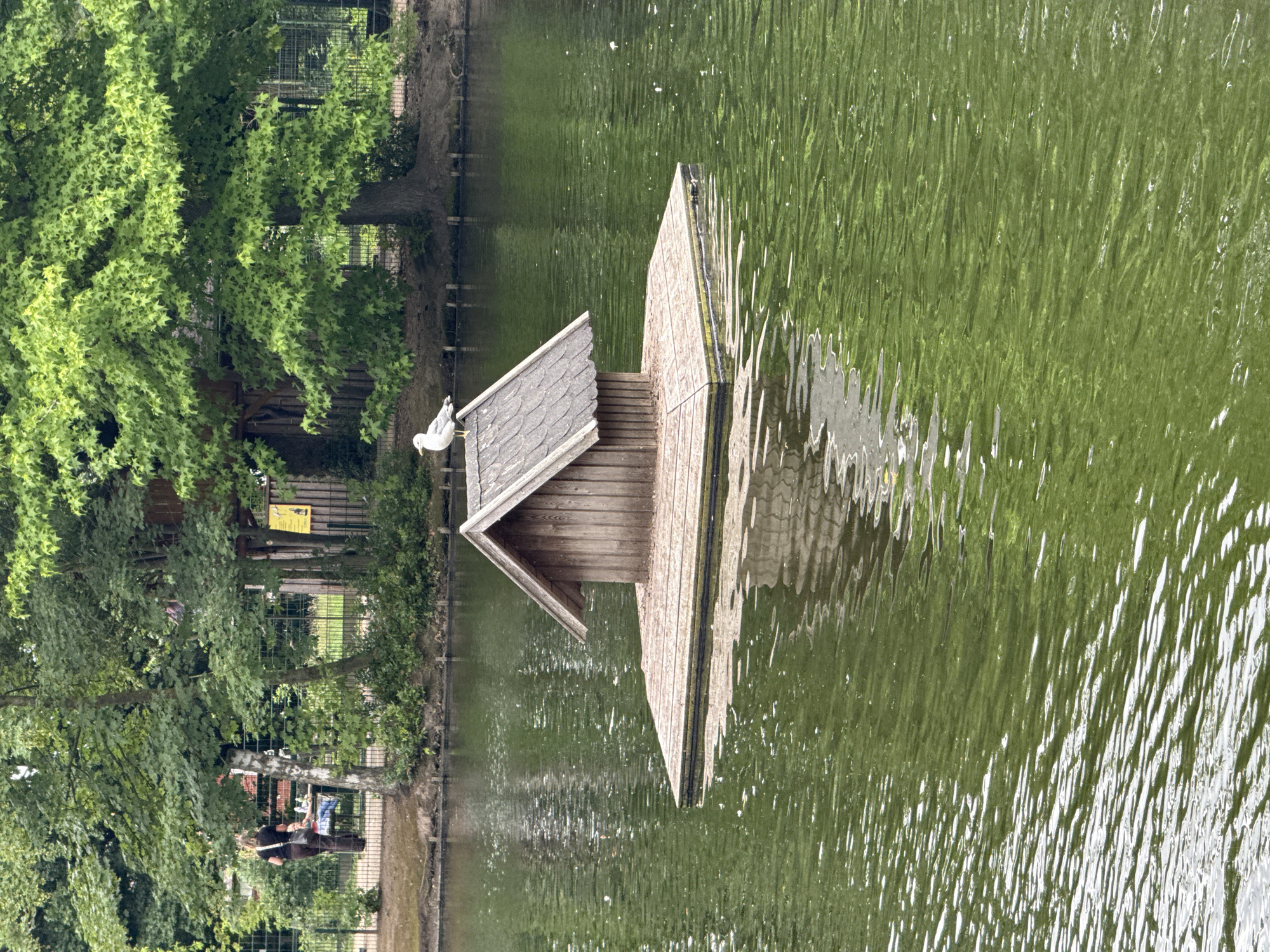 A seagull stands atop a wooden birdhouse structure floating on a green, rippling body of water. The birdhouse has a pitched roof covered in shingles and rests on a square wooden platform. In the background, a woman with dark hair, wearing a black top and brown pants, walks away from the viewer towards a fence. Behind the fence, trees with lush green foliage and a wooden structure resembling a treehouse are visible. The scene appears to be outdoors in a park-like setting, likely within the city of Bassum, Germany, given the context provided. The water's surface reflects the surrounding greenery and the sky, creating a mottled effect.