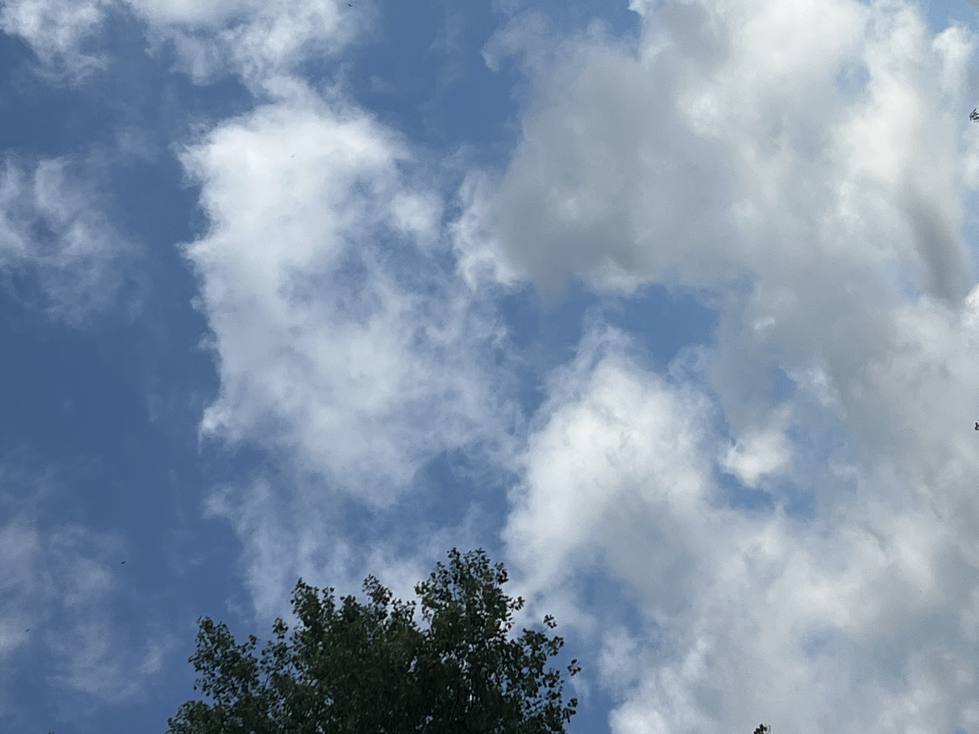 A low-angle shot captures a bright blue sky filled with scattered white cumulus clouds. On the left side of the frame, the upper branches of a dark green leafy tree extend into the sky. A few tiny dark specks, possibly birds, are visible against the vast expanse of the sky. The image is oriented vertically. The scene appears to be an outdoor environment, likely a park or residential area, during daylight hours. There are no discernible landmarks or architectural elements that would specifically place this scene within the city of Warsaw, Poland.