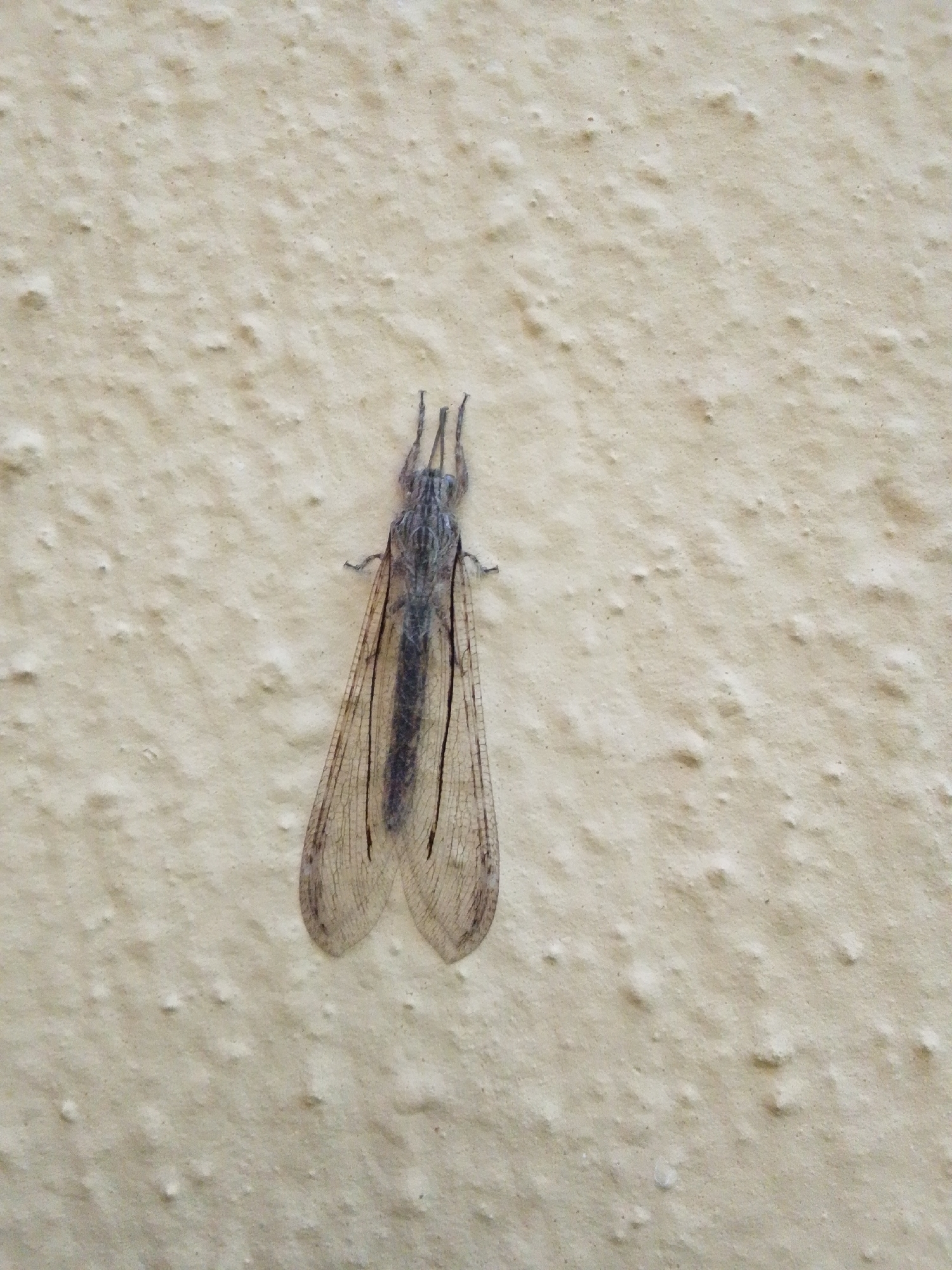 A grey insect with two pairs of transparent, veined wings and a long, segmented body is clinging to a textured, light-colored wall. The insect is oriented vertically with its head pointing upwards. Its antennae are long and segmented. The wall's surface is uneven, with small bumps and shadows. The image appears to be a close-up shot of the insect against the wall. The location is specified as Serti, Nigeria.