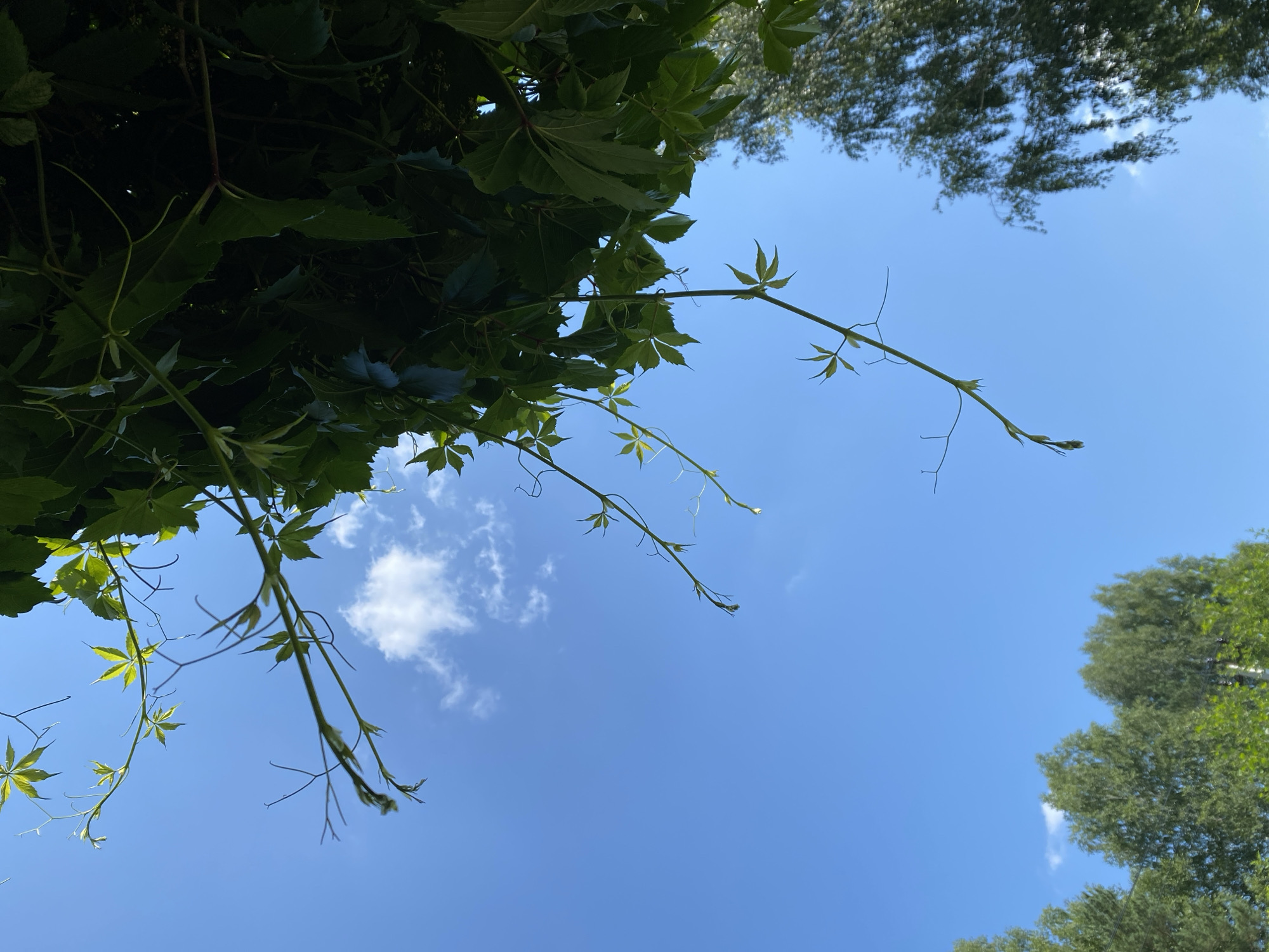 The image depicts an outdoor scene with a clear blue sky and lush green foliage. In the foreground, delicate vines with small, star-shaped leaves extend downwards, some ending in nascent buds. The vines are intertwined with larger, darker green leaves, suggesting a dense canopy. A single white cloud is visible in the upper portion of the sky. In the background, the tops of trees are visible, some appearing to be deciduous with feathery leaves, while others are more conical. The lighting suggests it is daytime, with the sun likely high in the sky. The scene is natural and appears to be a park or garden area. It is not possible to determine the specific location within Beryozovsky, Russia, from the image alone.
