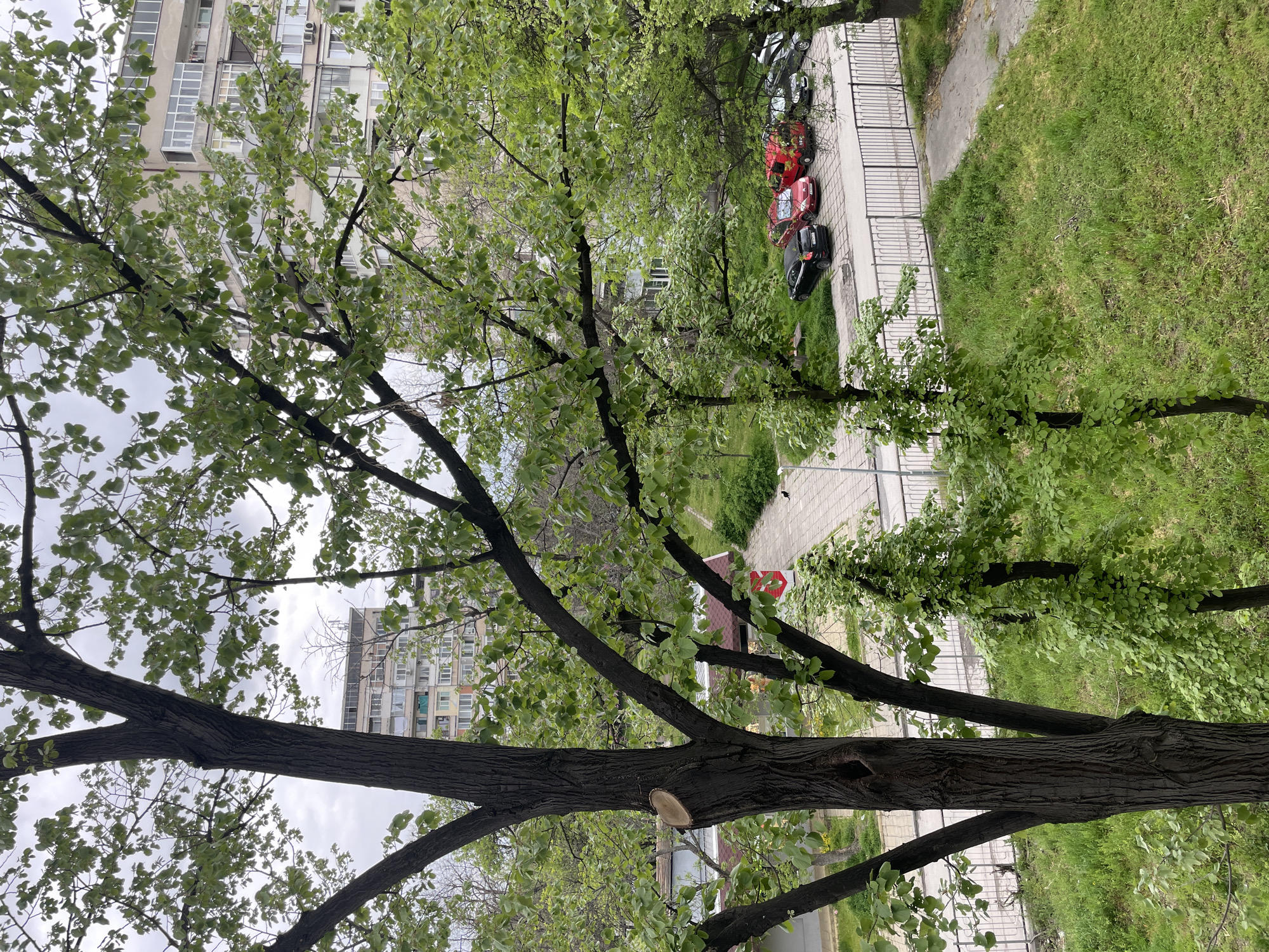 An outdoor urban scene is captured from an elevated perspective, looking down and across a residential area. The foreground is dominated by the dark, textured trunks and branches of large trees, adorned with abundant, fresh green leaves, suggesting spring or early summer. A prominent tree trunk in the center features a fresh, clean cut mark from recent pruning.
Through and beyond the foliage, multi-story apartment buildings are visible. One building on the left has numerous windows and balconies, while another in the background displays a more uniform facade with several air conditioning units. The sky overhead is overcast, indicating a cloudy daytime.
Below the trees, a paved area serves as a parking lot or street, with several cars visible, including at least two red ones and one black. This paved area runs alongside a black metal fence, beyond which lies a strip of green, slightly unkempt grass. Further back, another paved path and more greenery can be seen.
No specific activity is taking place; the scene is static. A notable detail is a red sign with white text, partially obscured by branches, clearly showing "Billa" and a white arrow, indicating a supermarket. The architecture and the "Billa" sign are consistent with an urban setting in Plovdiv, Bulgaria.