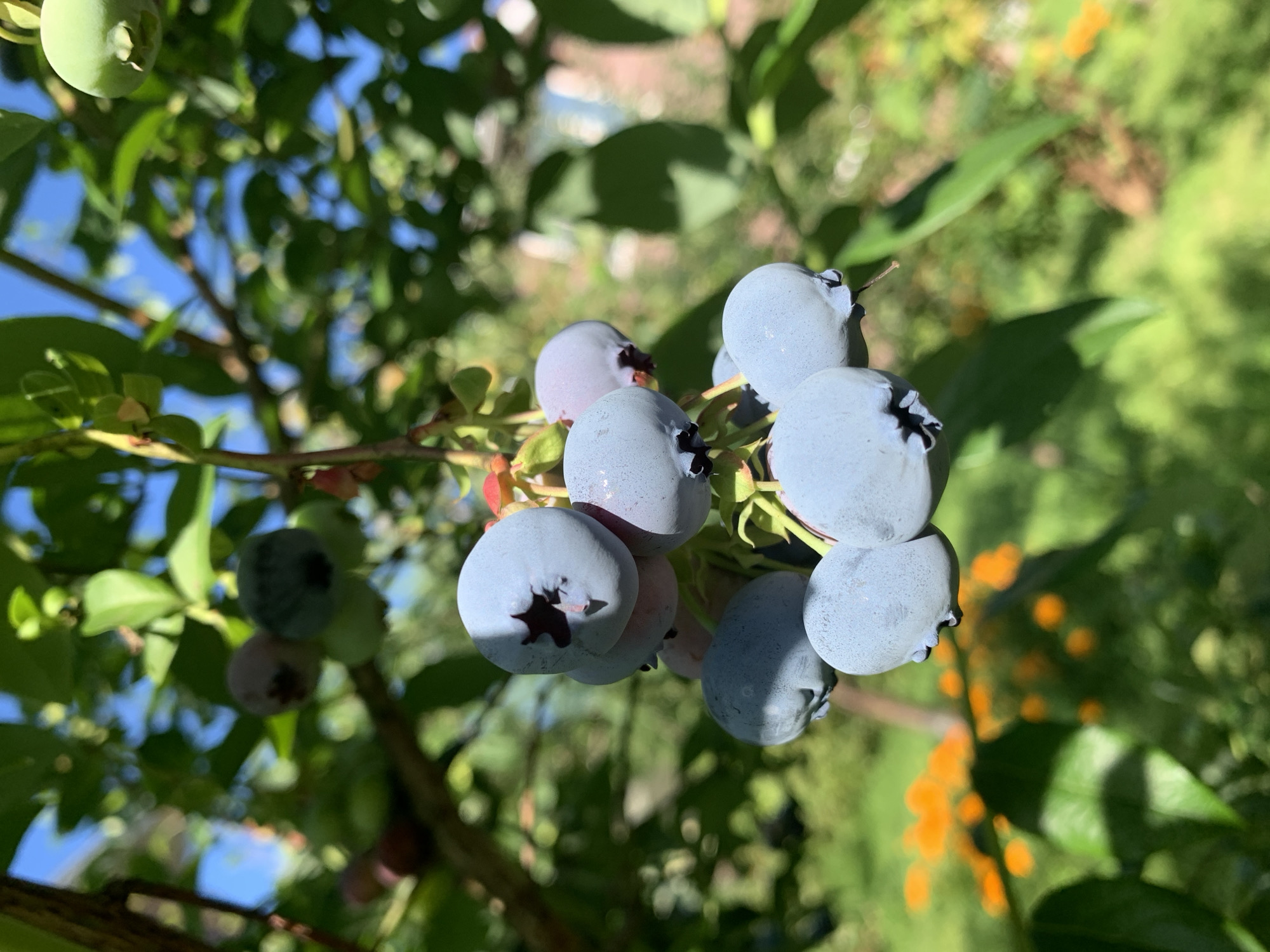 A close-up, low-angle, natural light photograph captures a cluster of ripe blueberries hanging from a branch. The blueberries are a deep blue-grey, with some showing hints of pink and green, indicating varying stages of ripeness. The fruits are round and plump, with the characteristic star-shaped indentation at the top of some. The background is a soft blur of green leaves and foliage, with streaks of bright orange flowers in the lower left quadrant, suggesting a garden or natural setting. The sky, a clear bright blue, is visible through the leaves in the upper portion of the image. The overall scene conveys a sense of natural abundance and the freshness of a summer harvest. The location is specified as Rozhdestveno, Russia.