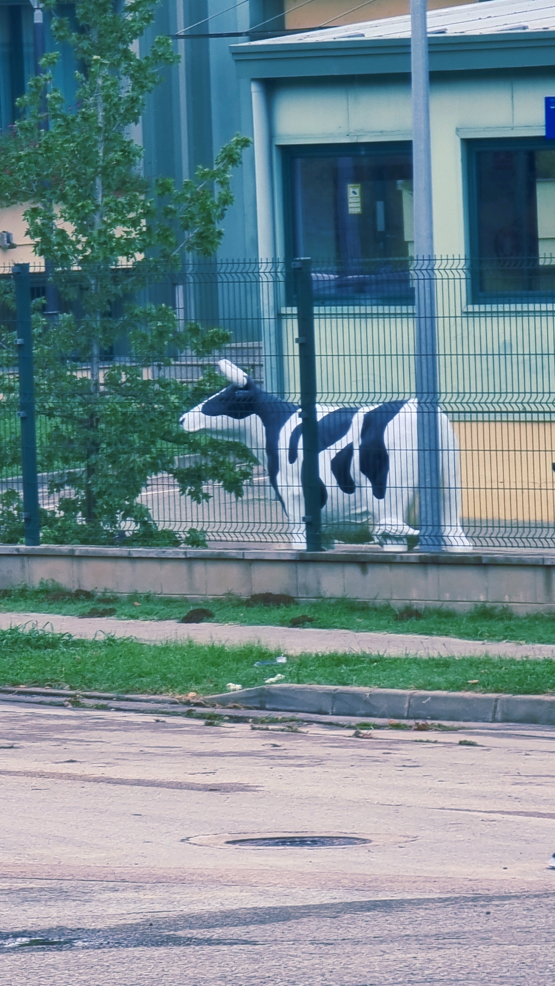 The image shows a black and white cow statue behind a fence. The cow is made of a shiny material and is in a walking pose. The cow is black and white with black patches. The cow has a white face and white ears. The cow has a black tail. The cow is standing on a concrete sidewalk with grass and a fence behind it. The cow is located in Can Cabega, Spain. The background of the image shows a building with windows and a blue sign. The sky is visible above the building.