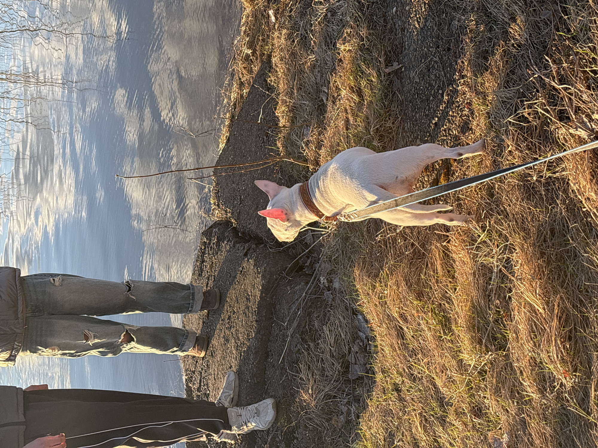 The image displays an outdoor scene during golden hour, likely on the bank of a river or lake in Chaikovsky, Russia. The primary subject is a white Bull Terrier dog, wearing a brown collar and a distinctive pink object on its head, possibly ear protection or a small hat. The dog is on a leash, which is held by one of two partially visible individuals.
The dog stands close to the water's edge, its head slightly lowered, appearing to observe the calm water. The low, warm sunlight casts long shadows and illuminates the dog's fur, the dry brown grass, and the rough ground of the bank.
Two people are visible from the waist down. One person wears light blue, distressed jeans with rips and brown boots, standing nearest to the dog. The other person is dressed in black athletic pants with white stripes and light grey sneakers, positioned slightly behind the first.
The setting features a sloping bank of dirt and sparse, dry vegetation leading down to a body of water. The water's surface is relatively still, reflecting the bright sky with scattered clouds and the stark outlines of bare tree branches. The natural environment, including the dry grass and bare trees, suggests a late winter or early spring season. No discernible text is visible in the image. The scene captures a peaceful moment of a dog walk by the water.