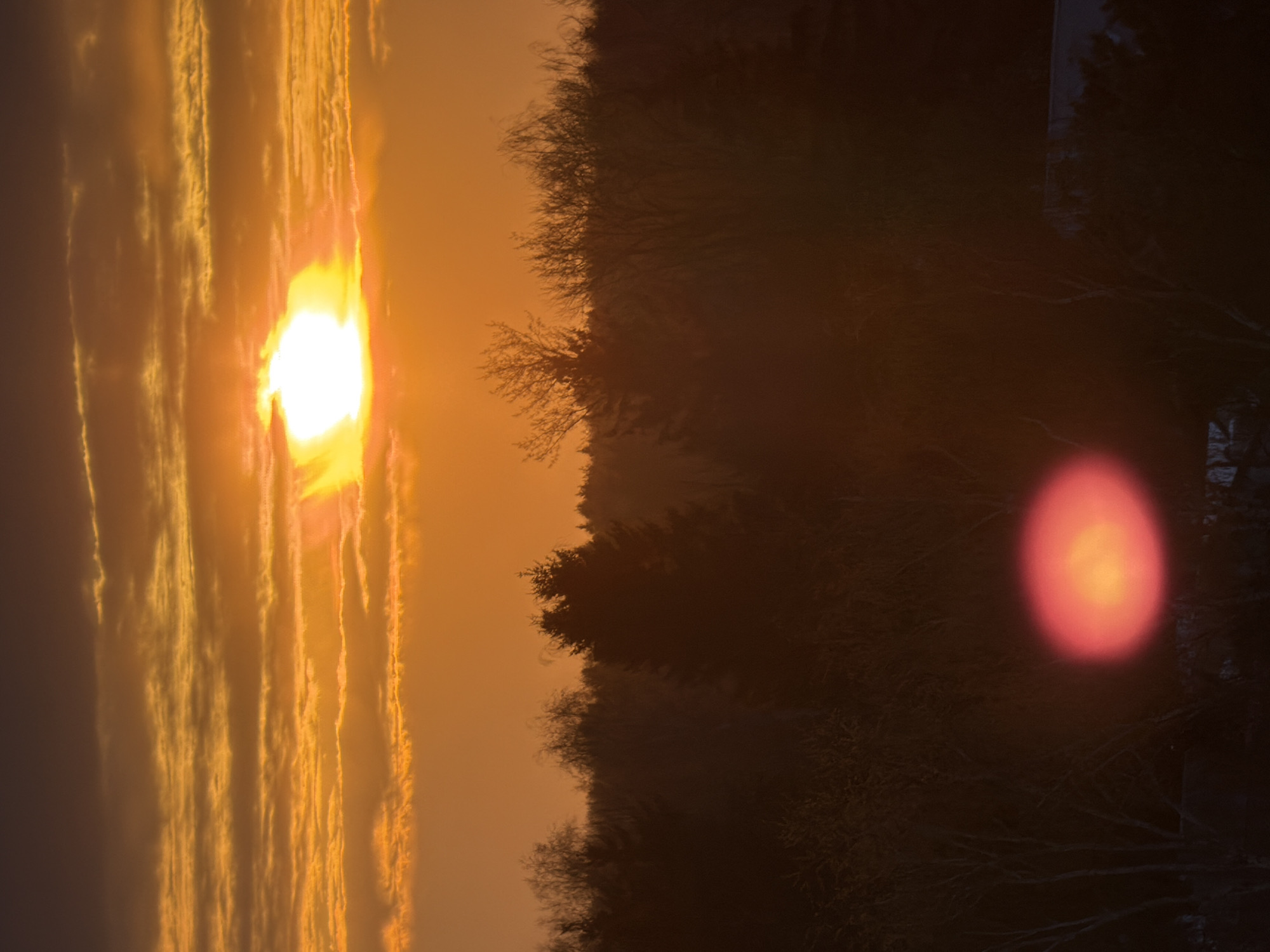 The image captures a vibrant sunset or sunrise over a silhouetted treeline. The sun, a brilliant white and yellow sphere, is positioned on the left side of the frame, emitting intense light that illuminates the surrounding sky. Streaky, elongated clouds, rendered in warm tones of orange, yellow, and gold, stretch horizontally across the sky, catching the sun's direct glow.
Below the brightly lit sky, a dense line of trees forms a dark, irregular silhouette against the radiant horizon. The intricate, bare branches of these trees are visible as dark patterns, suggesting a forest or a grove of deciduous trees, possibly in late autumn or winter.
In the lower right quadrant of the image, a prominent, circular lens flare appears as a soft, red and orange glow. The immediate foreground and parts of the treeline are very dark, almost black, due to the strong backlighting from the sun. The overall color palette is dominated by warm oranges, yellows, and deep browns, creating a dramatic and atmospheric scene. There is no visible text in the image.