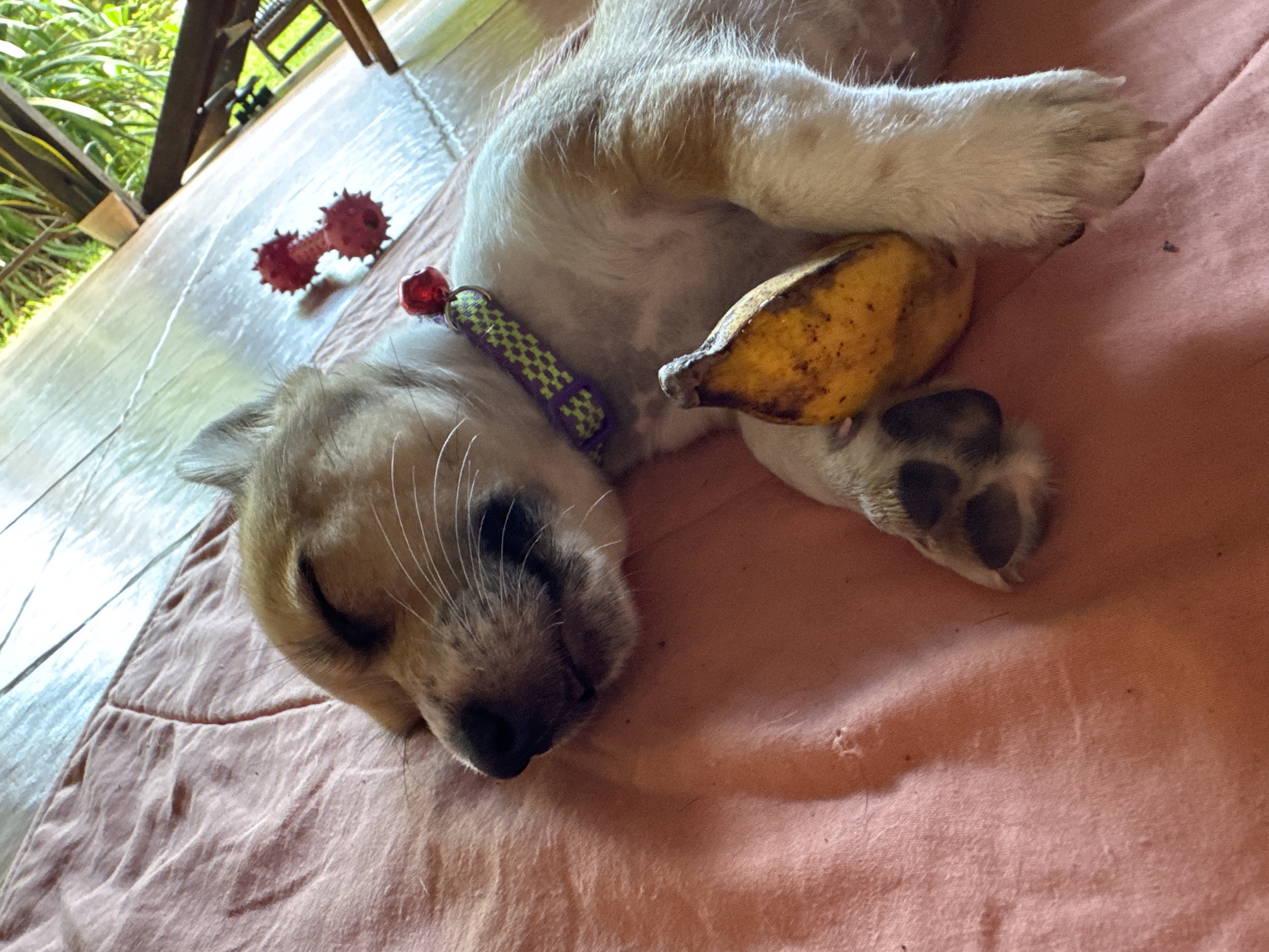 A small, tan and white puppy sleeps on a pinkish-orange patterned quilt or blanket. The puppy is wearing a green and purple patterned collar with a red bell. A brown, spotted banana is resting near the puppy's front leg, and a red dog toy is visible on the floor in the background. The setting appears to be indoors, with a glimpse of greenery and a wooden chair visible through an opening in the background. The location is Kediri, Indonesia.