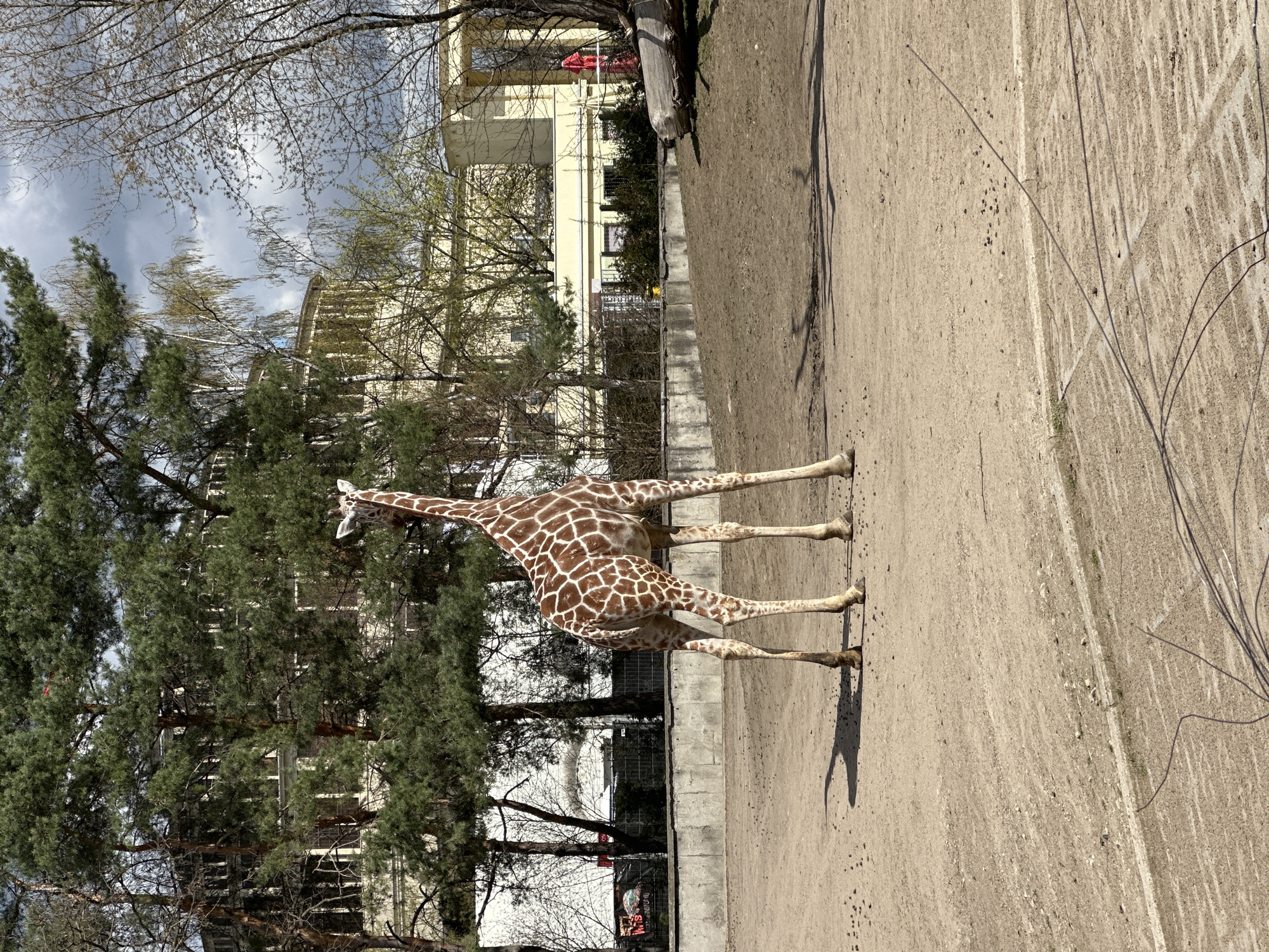 The image shows a giraffe standing in an enclosure at the Wrocław Zoo in Wrocław, Poland. The giraffe is brown and white, and it is standing on a dirt surface. Behind the giraffe, there are trees, a building, and a fence. The sky is cloudy.