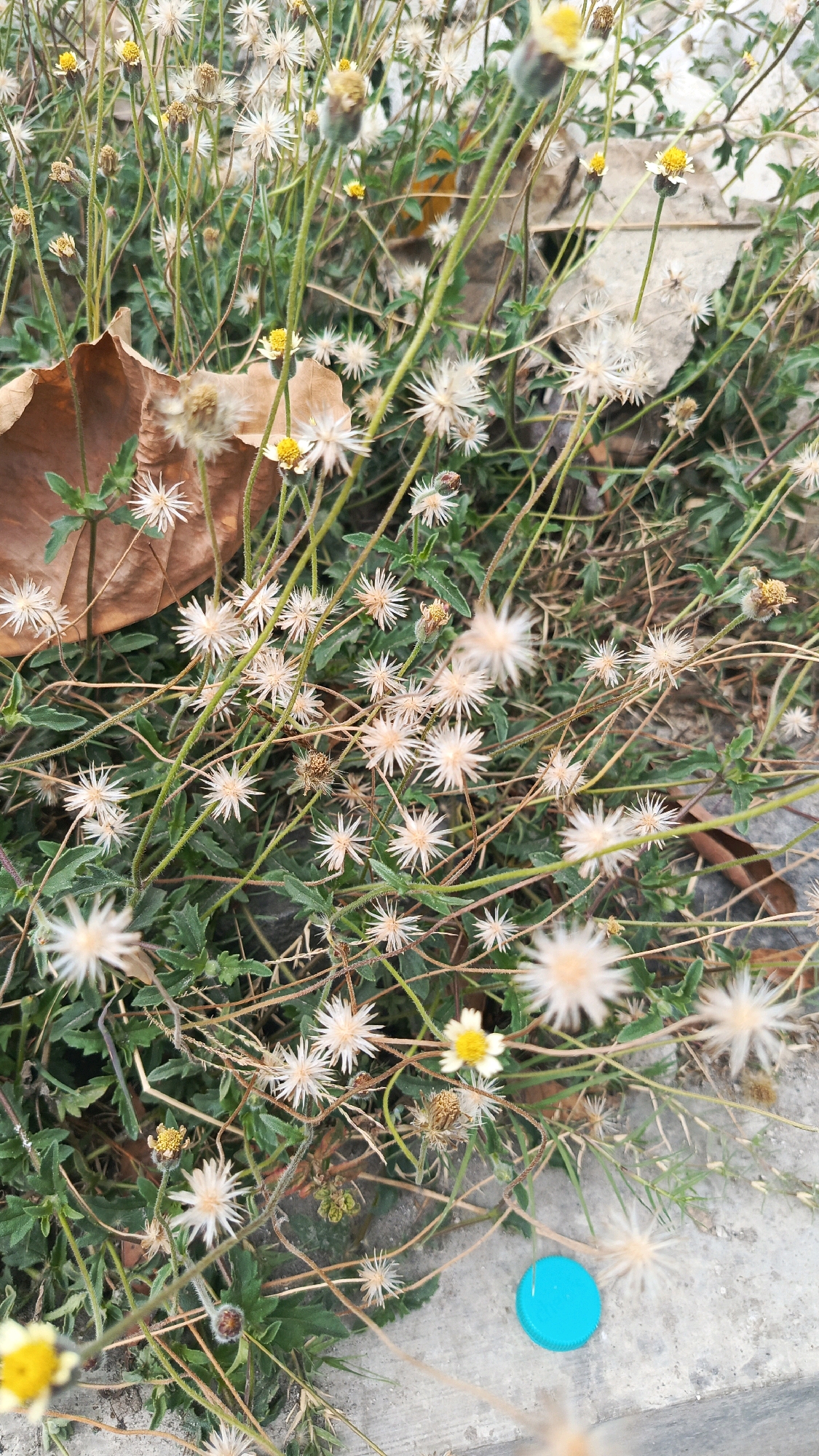 The image shows a close-up of a patch of grass with small white and yellow flowers, with a fallen brown leaf and a bright blue bottle cap on the concrete ground. The scene is likely located in Ronowijayan, Indonesia, based on the provided context. The vegetation appears wild and overgrown, suggesting an outdoor environment. The focus is on the natural elements with the artificial bottle cap providing a contrasting pop of color.