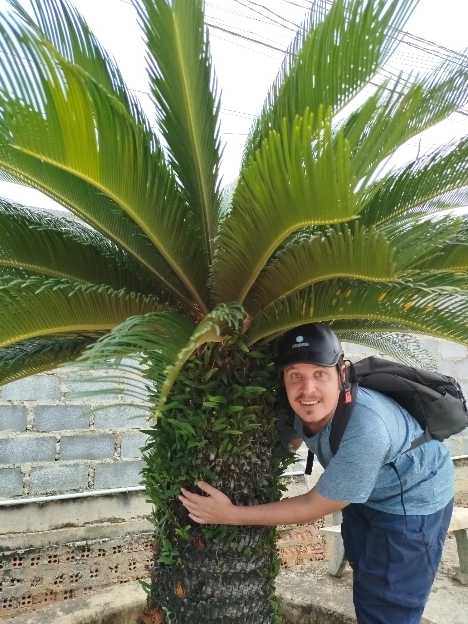 A man with short dark hair and a mustache is embracing a palm tree in Phú Lộc, Vietnam. He wears a black helmet with the word "PIAGGIO" on it, a blue short-sleeved shirt, and dark blue pants. He also has a black backpack on his back. He is smiling at the camera. The palm tree is large and bushy. The tree trunk is covered in green leafy plants. Behind the man and tree is a low brick wall with a row of rectangular blocks on top. The ground is paved and stained. Utility wires are visible in the sky.